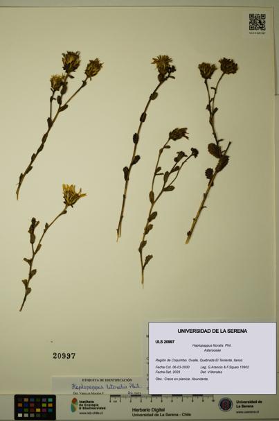 Haplopappus litoralis [Espécimen: ULS:ULS:0020997]