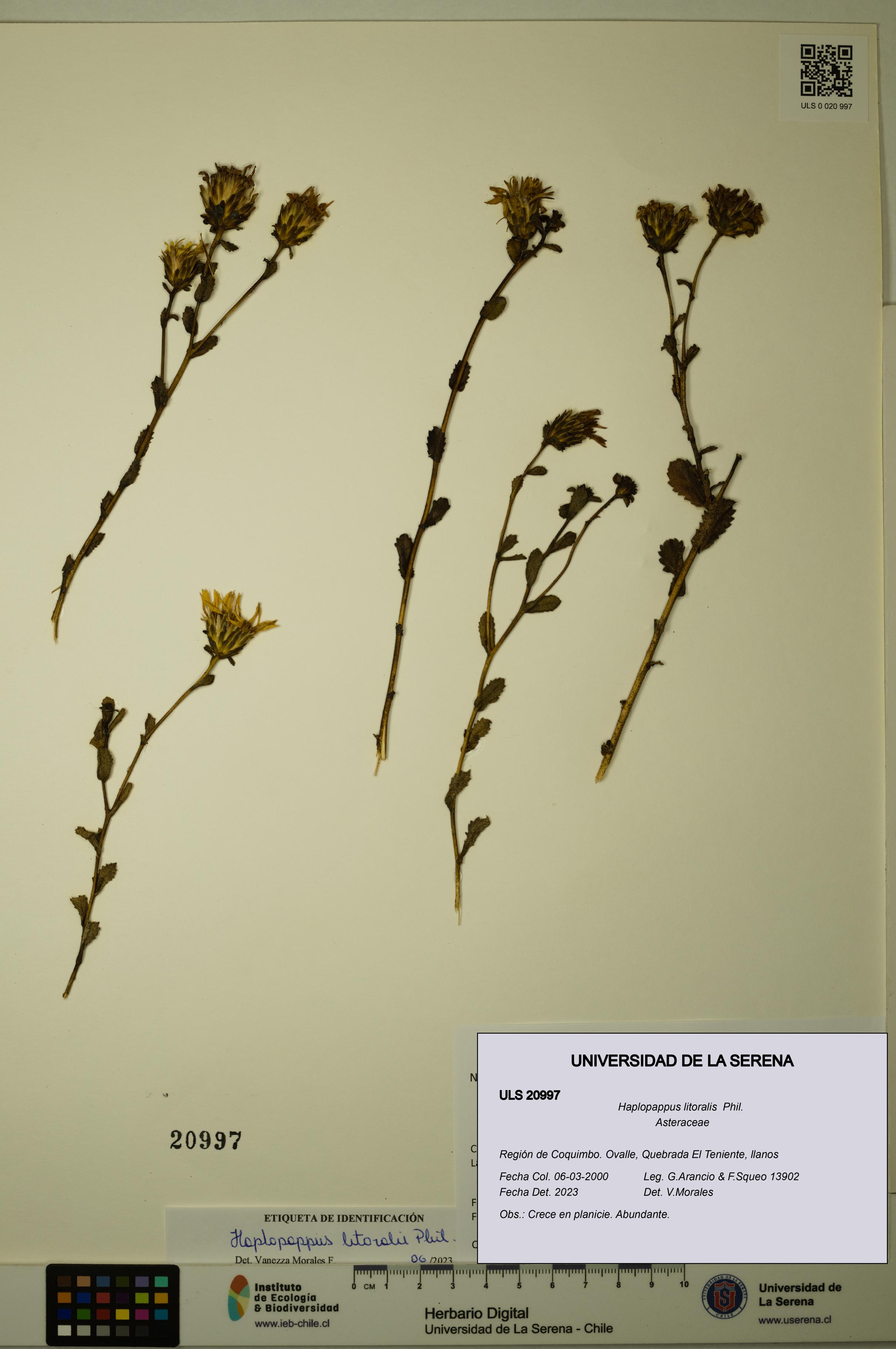 Haplopappus litoralis [Espécimen: ULS:ULS:0020997]