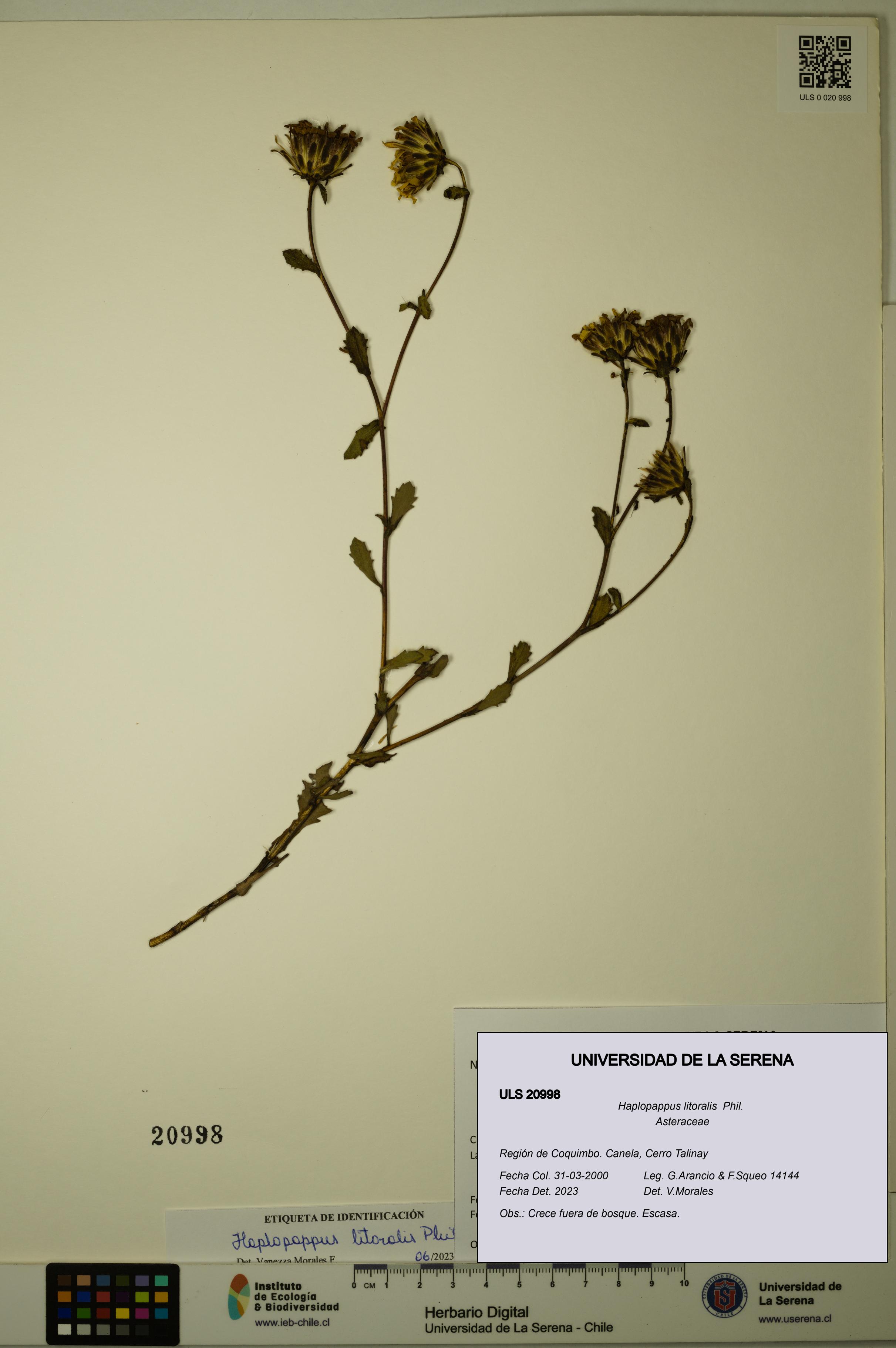 Haplopappus litoralis [Espécimen: ULS:ULS:0020998]