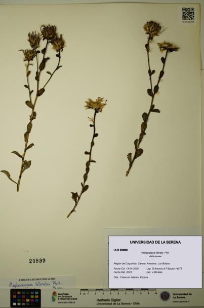 Haplopappus litoralis [Espécimen: ULS:ULS:0020999]