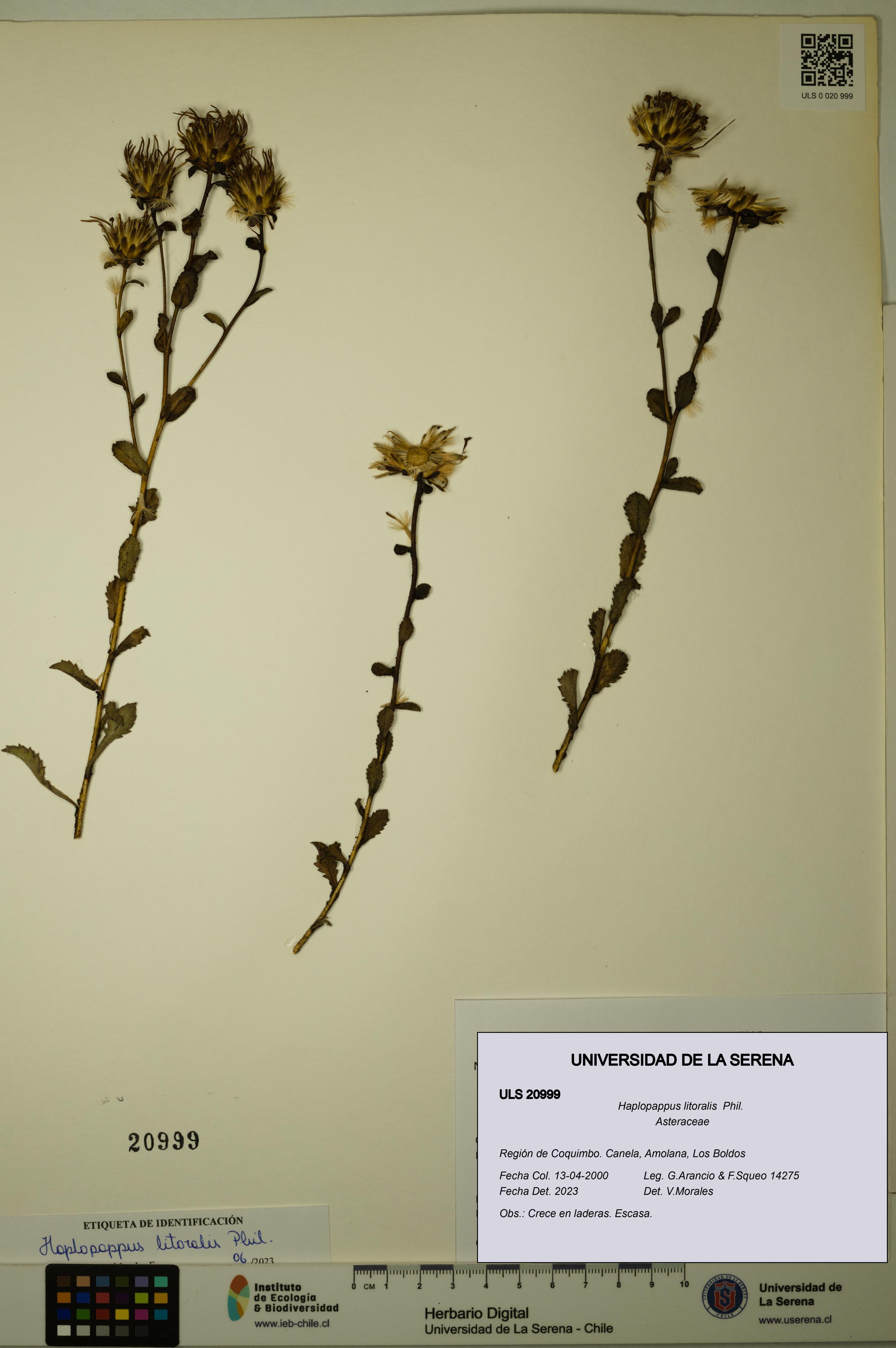 Haplopappus litoralis [Espécimen: ULS:ULS:0020999]