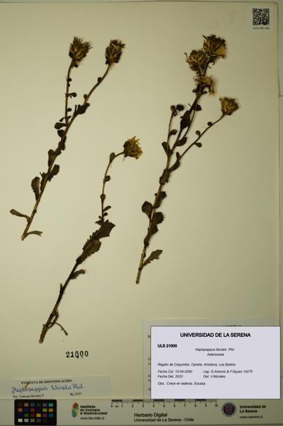 Haplopappus litoralis [Espécimen: ULS:ULS:0021000]