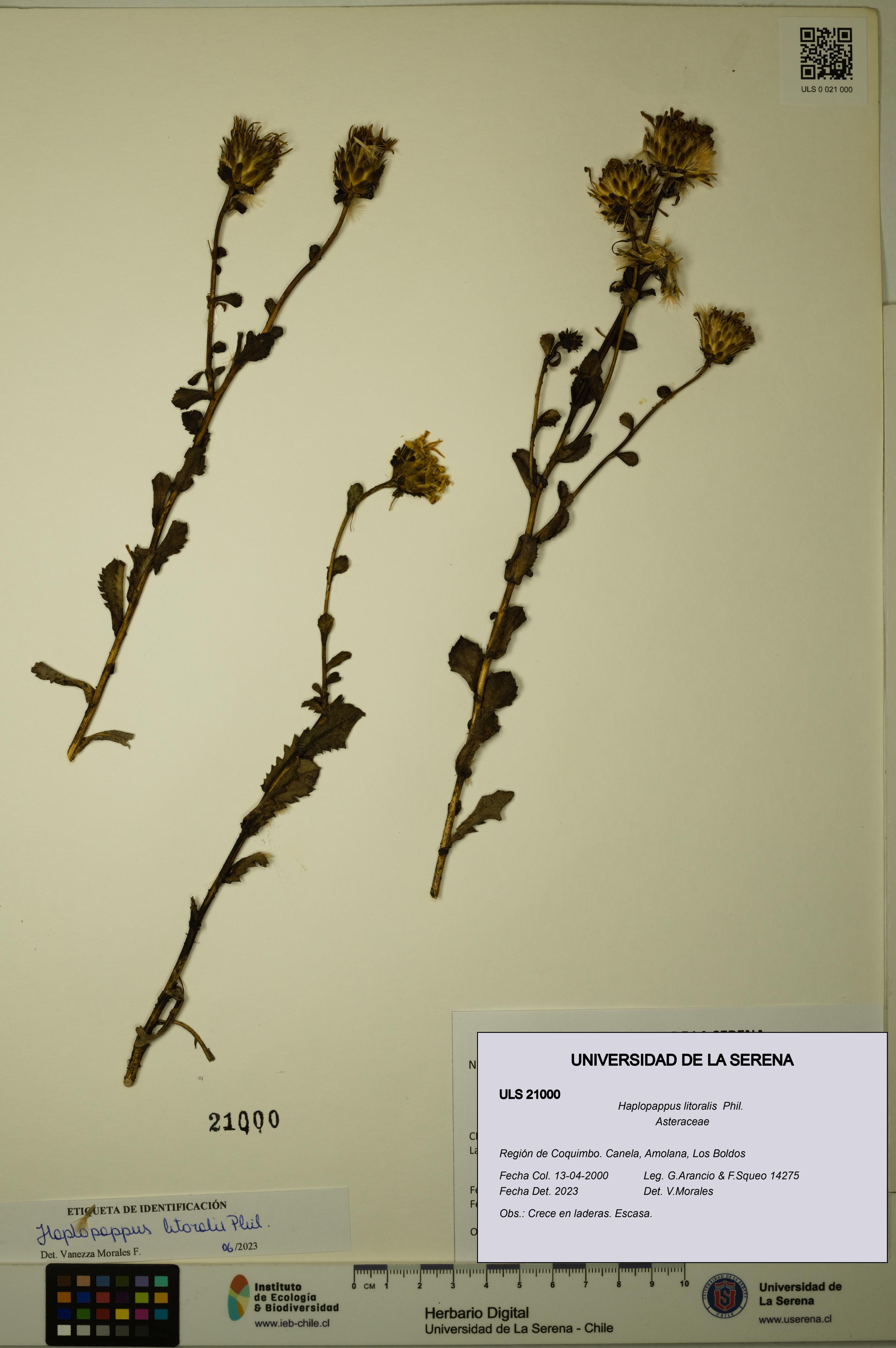 Haplopappus litoralis [Espécimen: ULS:ULS:0021000]