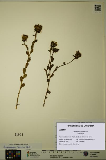 Haplopappus litoralis [Espécimen: ULS:ULS:0021001]
