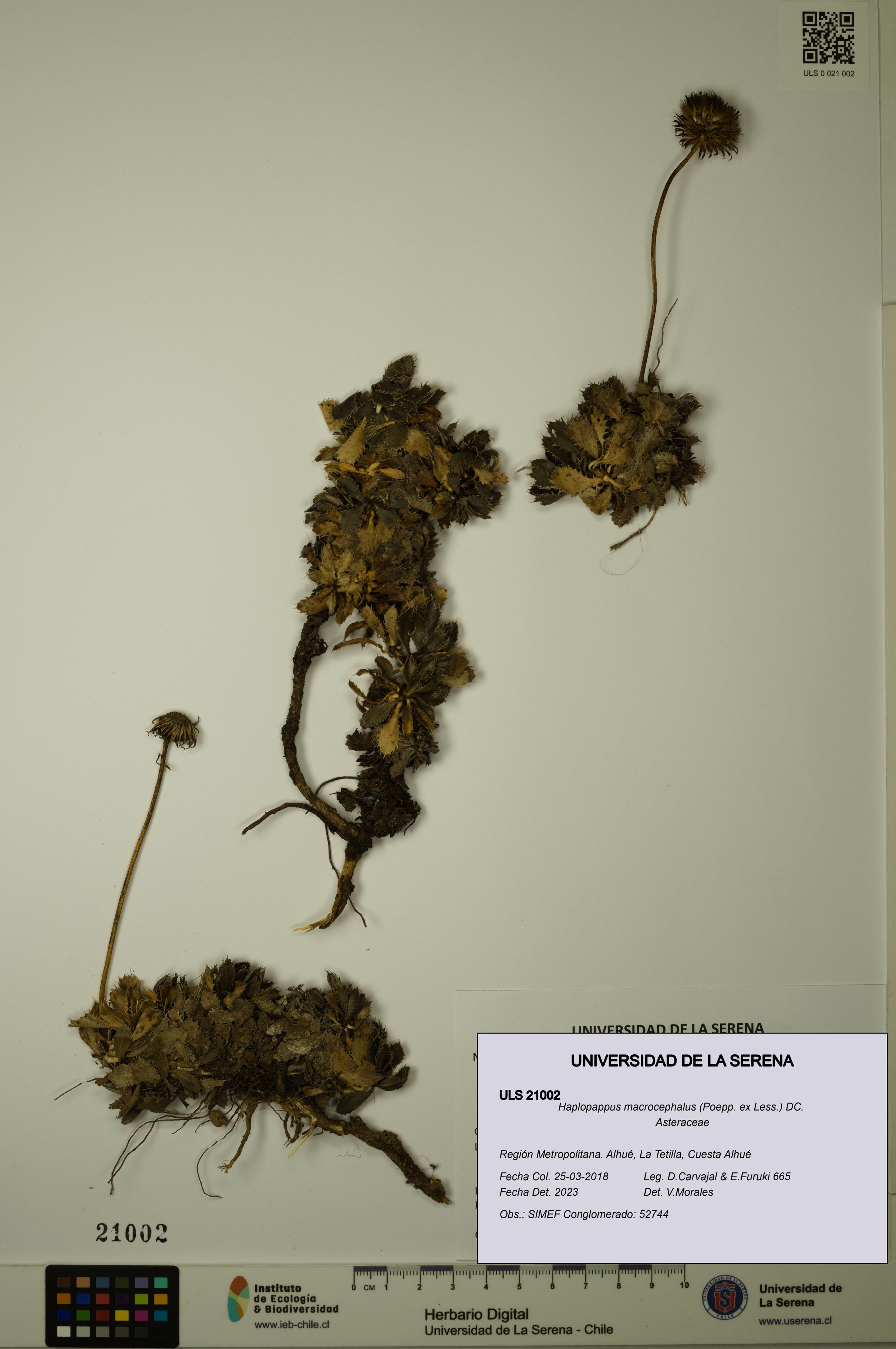 Haplopappus macrocephalus [Espécimen: ULS:ULS:0021002]