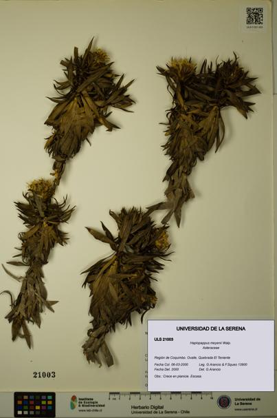 Haplopappus meyenii [Espécimen: ULS:ULS:0021003]