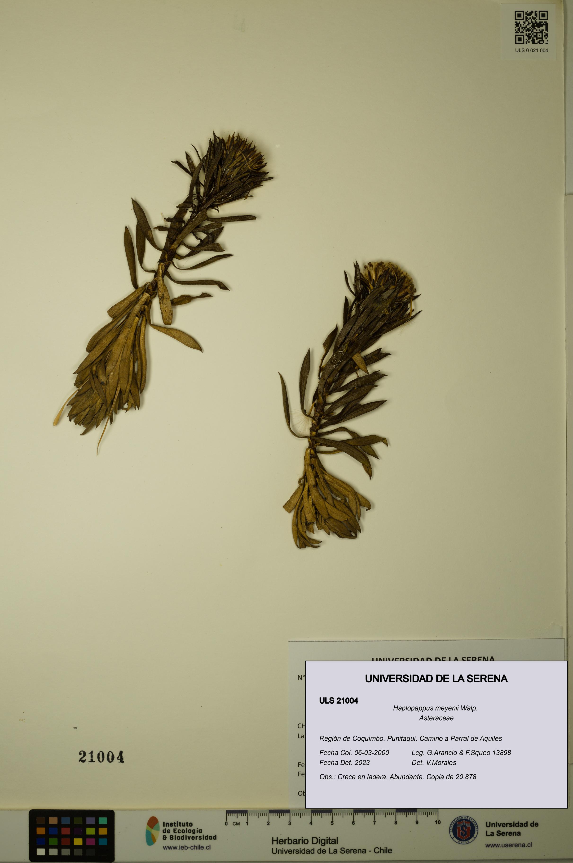 Haplopappus meyenii [Espécimen: ULS:ULS:0021004]