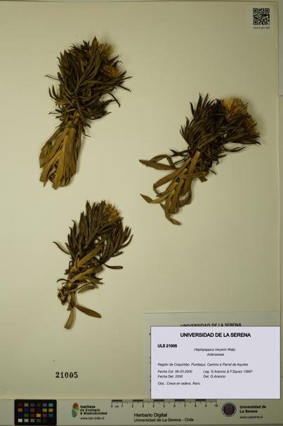 Haplopappus meyenii [Espécimen: ULS:ULS:0021005]