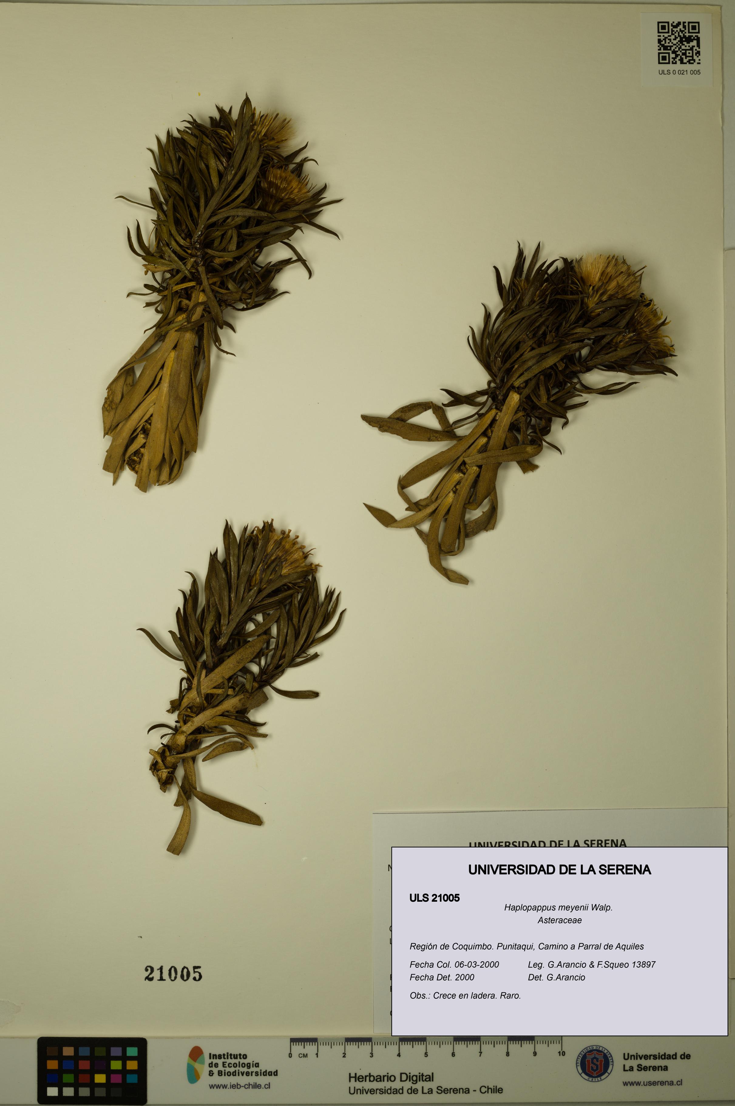Haplopappus meyenii [Espécimen: ULS:ULS:0021005]