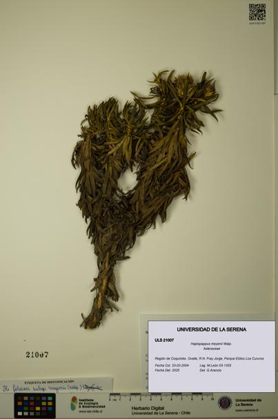 Haplopappus meyenii [Espécimen: ULS:ULS:0021007]