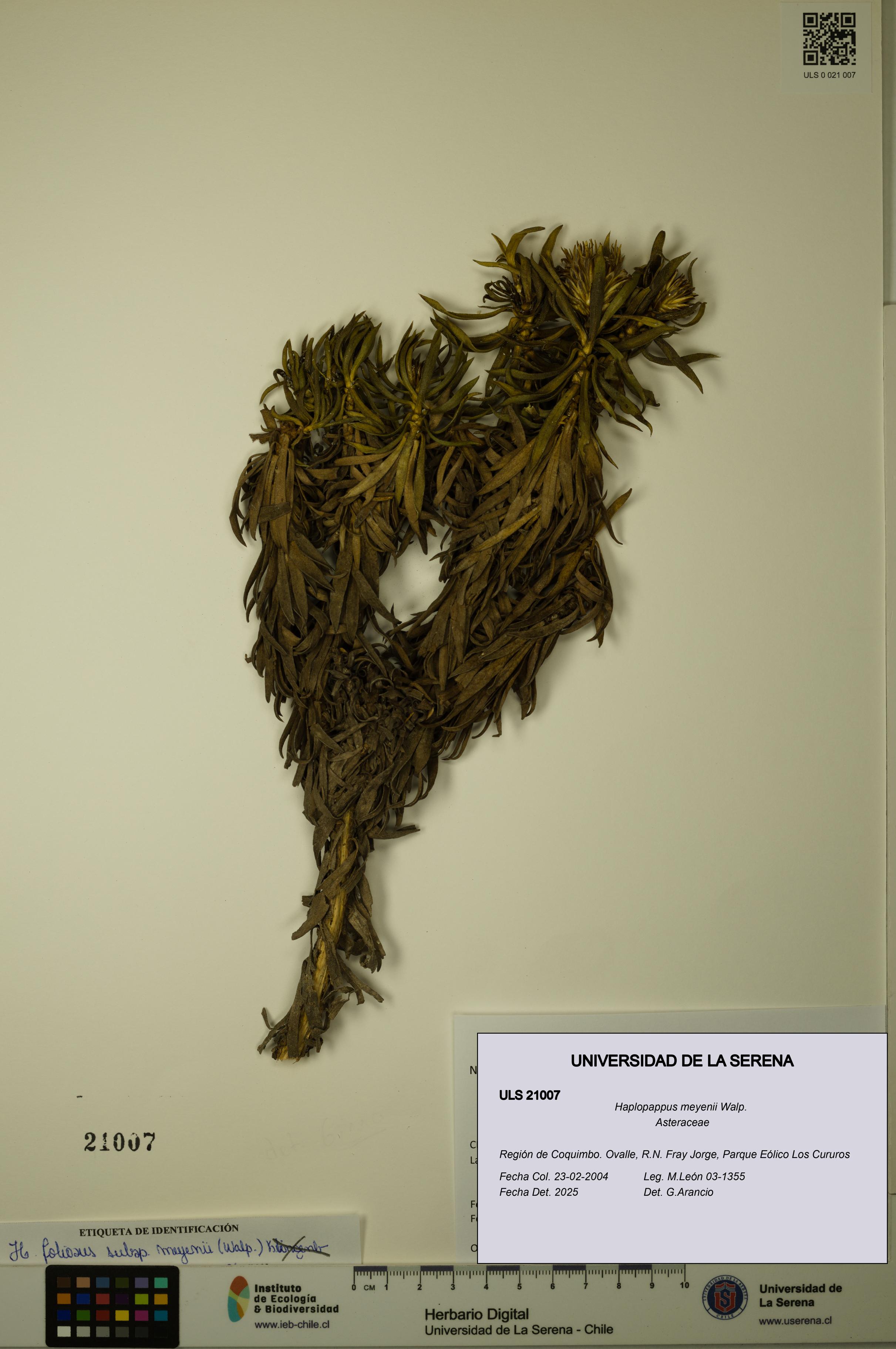 Haplopappus meyenii [Espécimen: ULS:ULS:0021007]