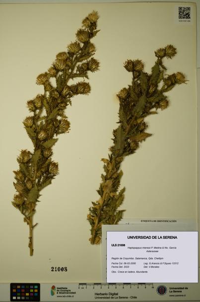 Haplopappus mieresii [Espécimen: ULS:ULS:0021008]