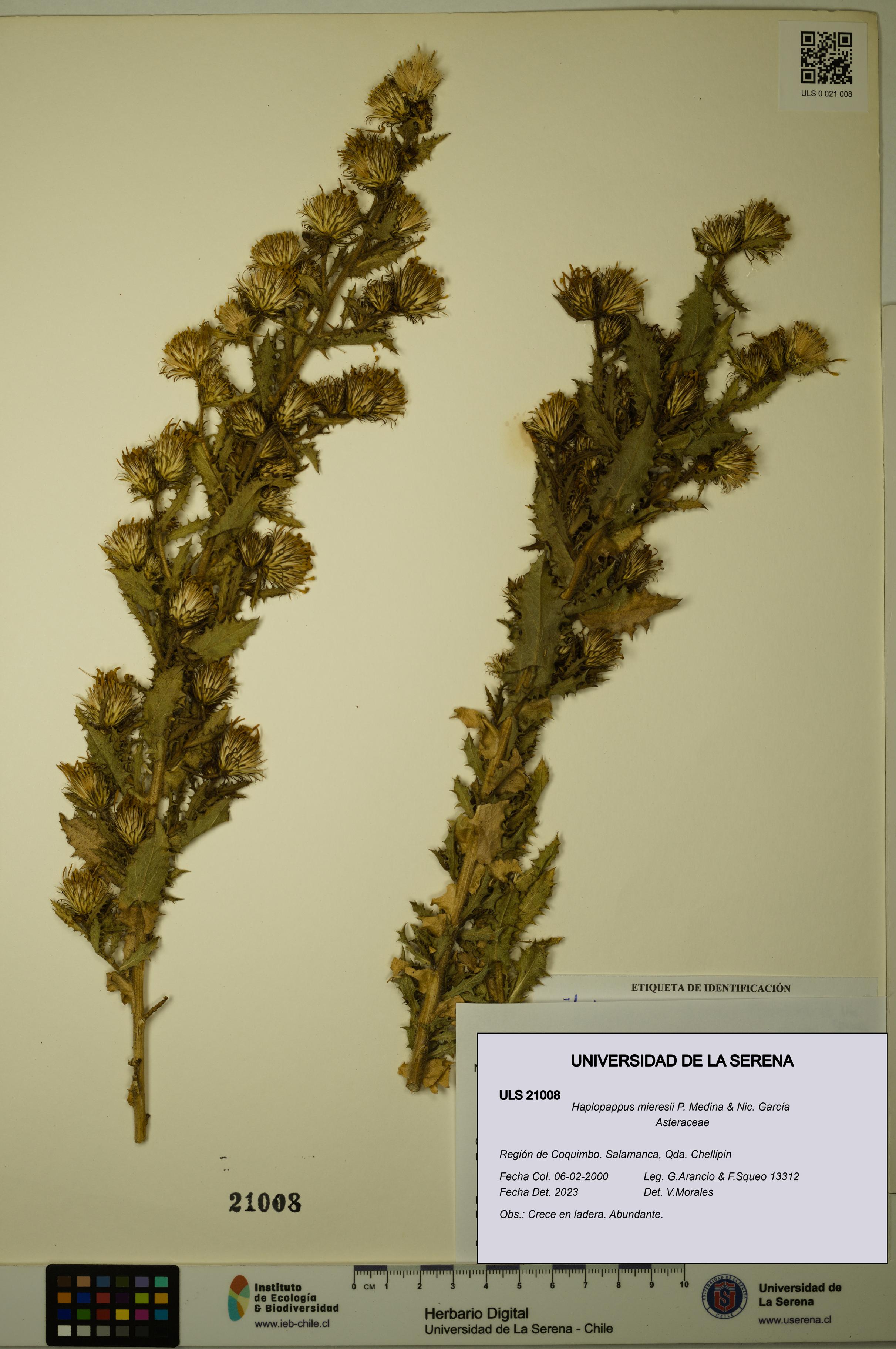 Haplopappus mieresii [Espécimen: ULS:ULS:0021008]