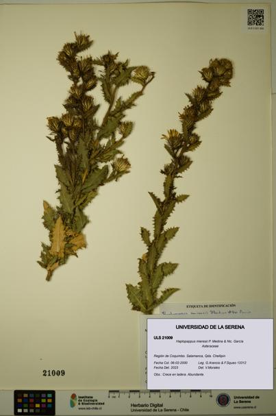 Haplopappus mieresii [Espécimen: ULS:ULS:0021009]