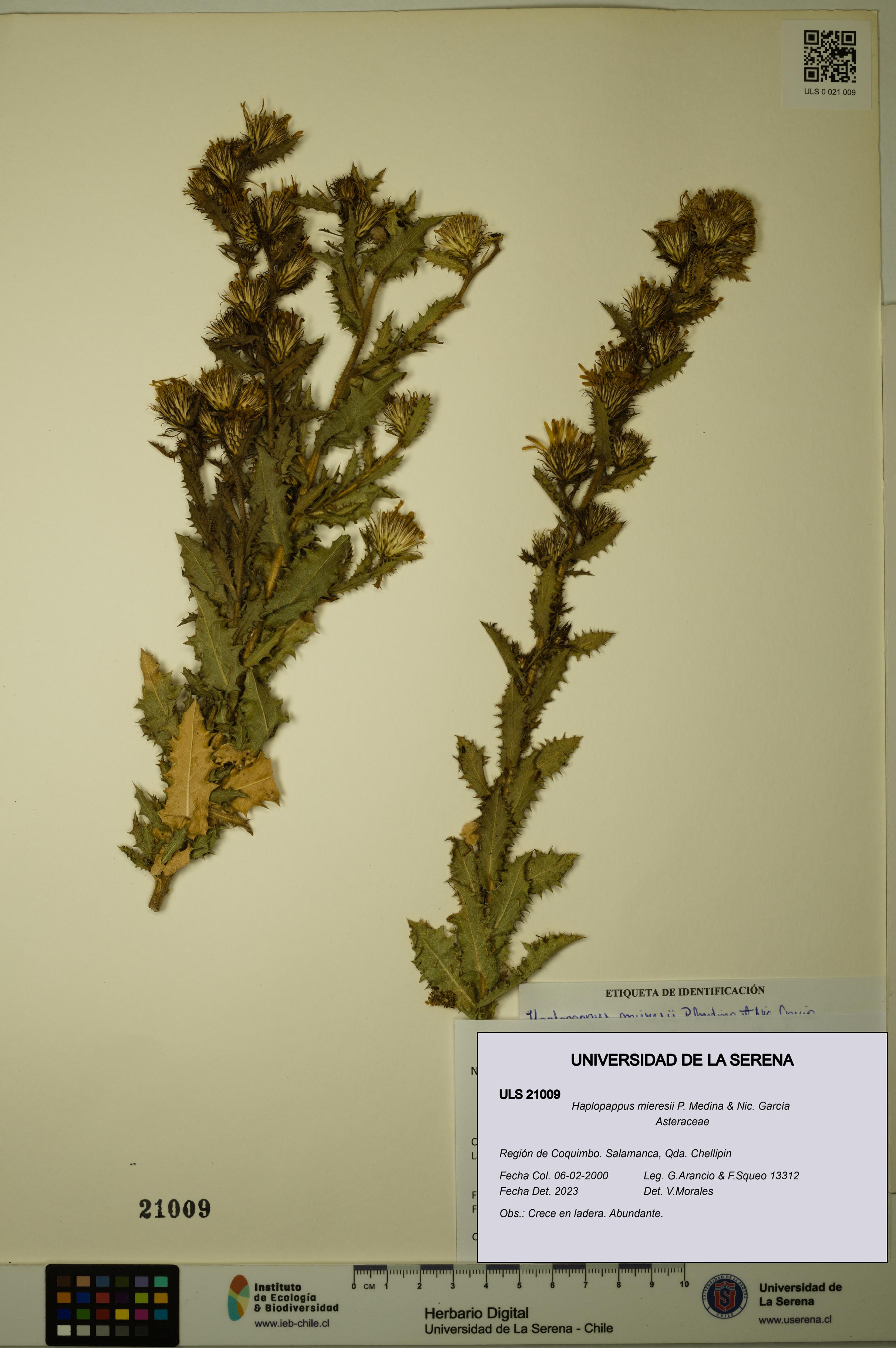 Haplopappus mieresii [Espécimen: ULS:ULS:0021009]