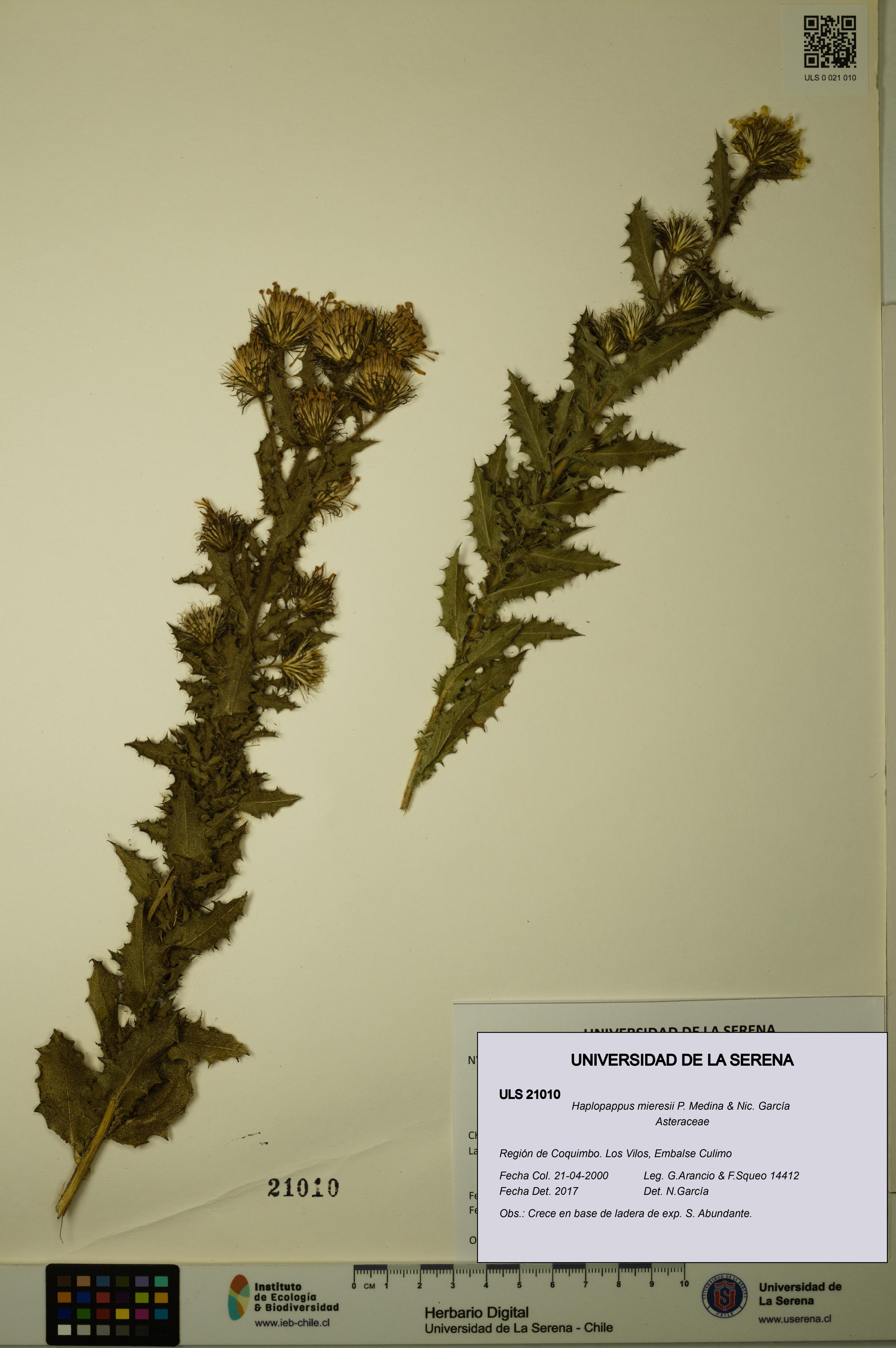 Haplopappus mieresii [Espécimen: ULS:ULS:0021010]