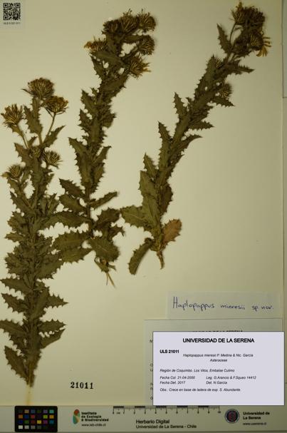 Haplopappus mieresii [Espécimen: ULS:ULS:0021011]