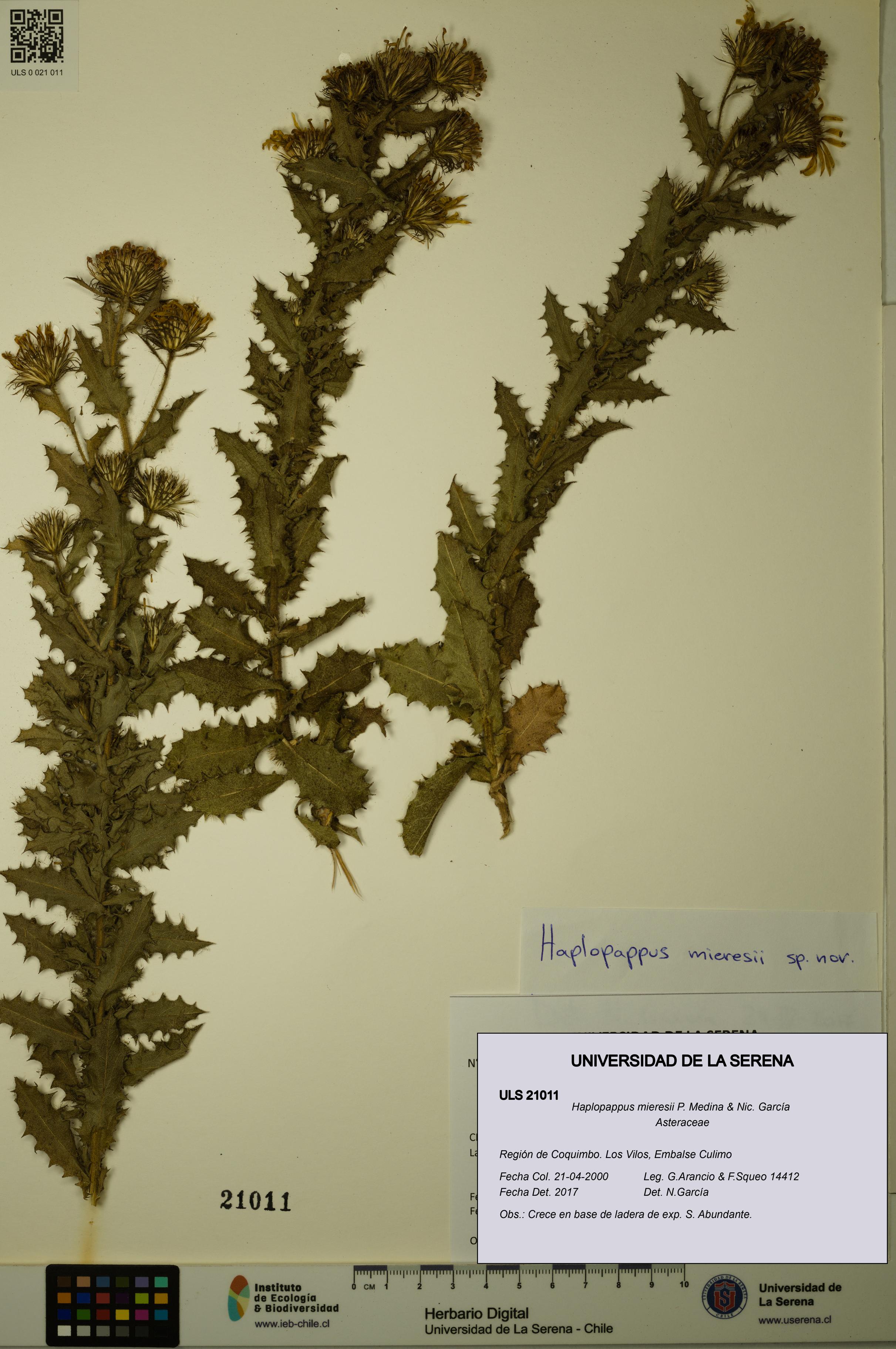 Haplopappus mieresii [Espécimen: ULS:ULS:0021011]