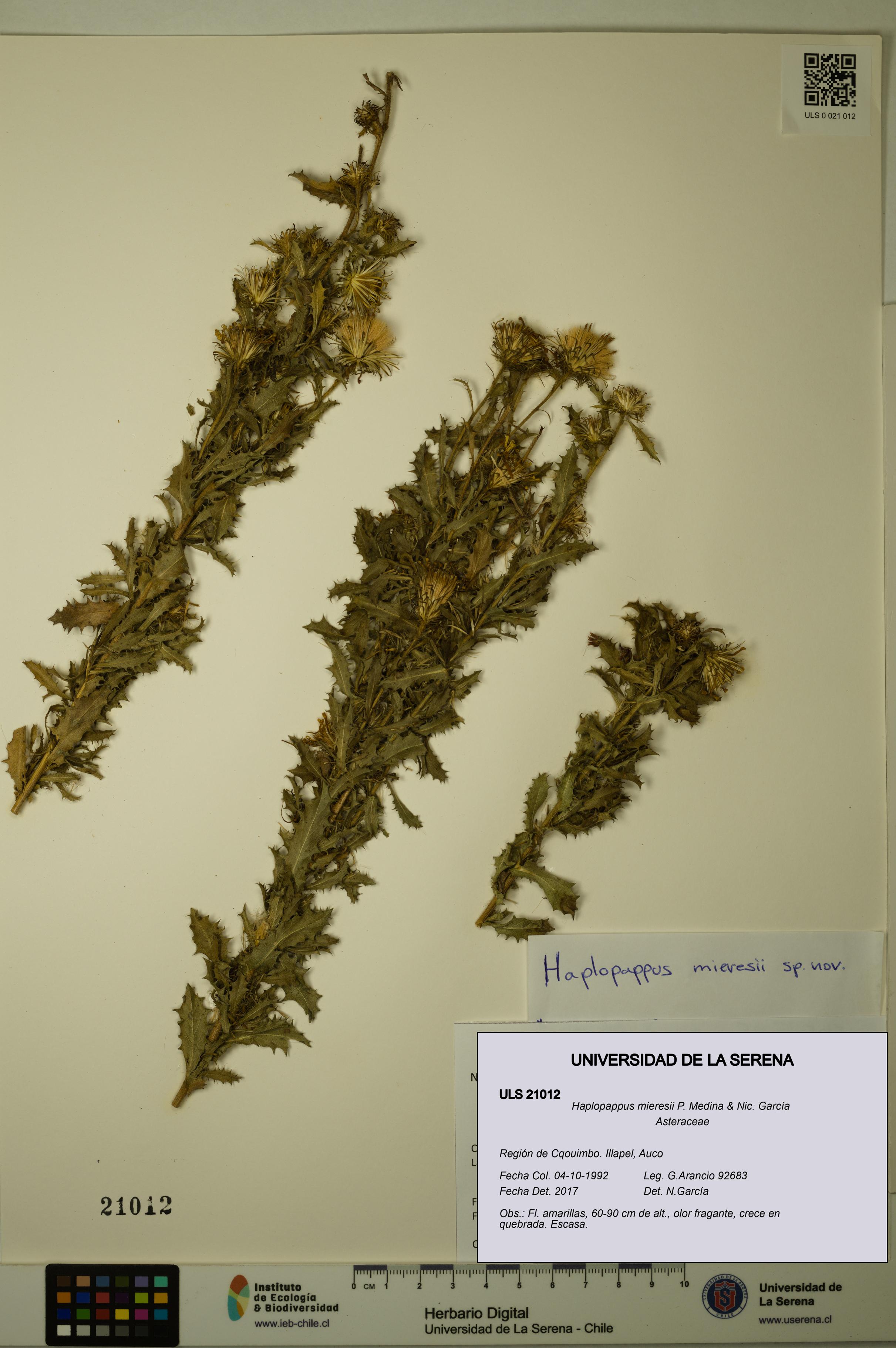 Haplopappus mieresii [Espécimen: ULS:ULS:0021012]
