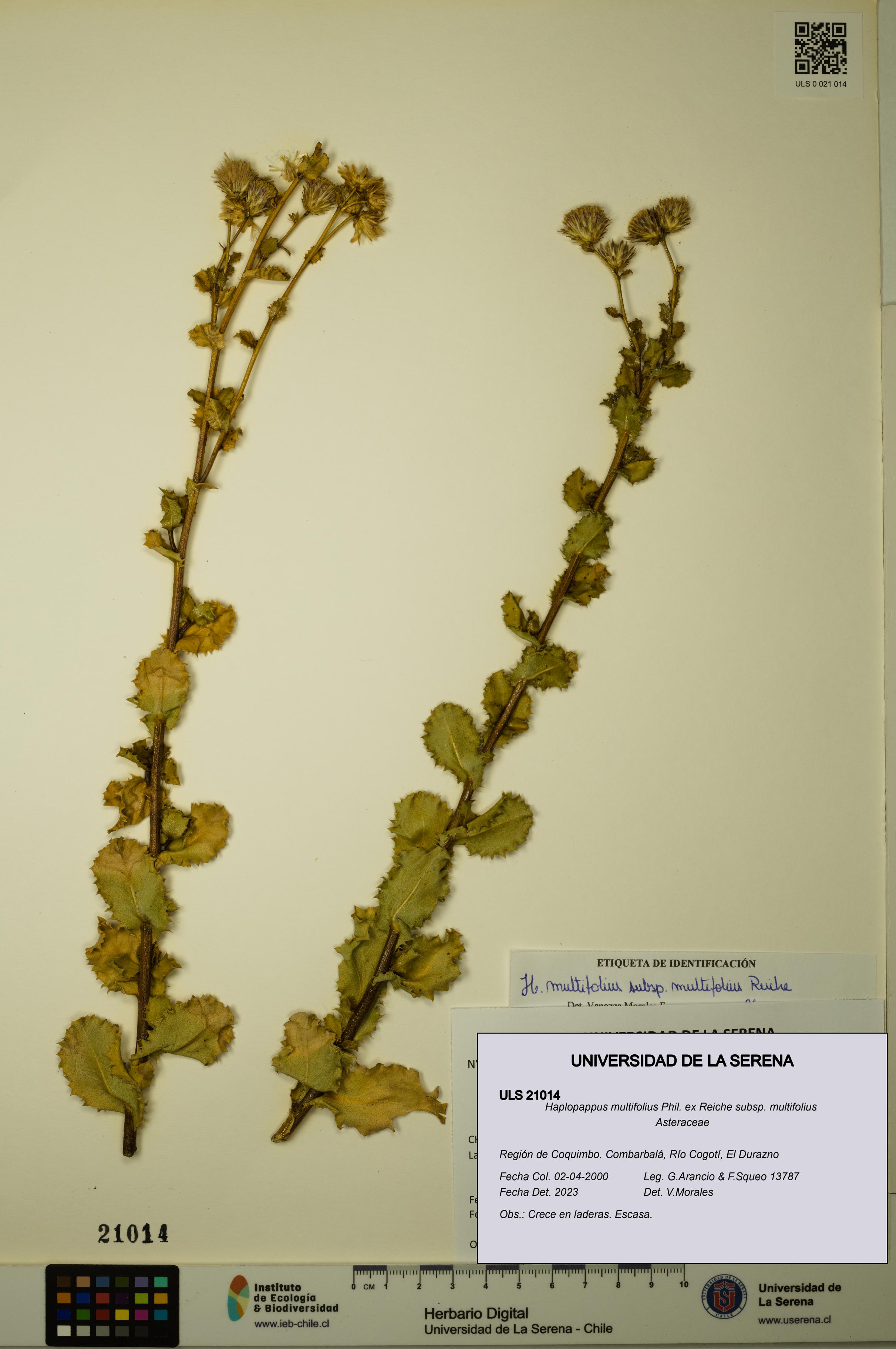 Haplopappus multifolius subsp. multifolius [Espécimen: ULS:ULS:0021014]