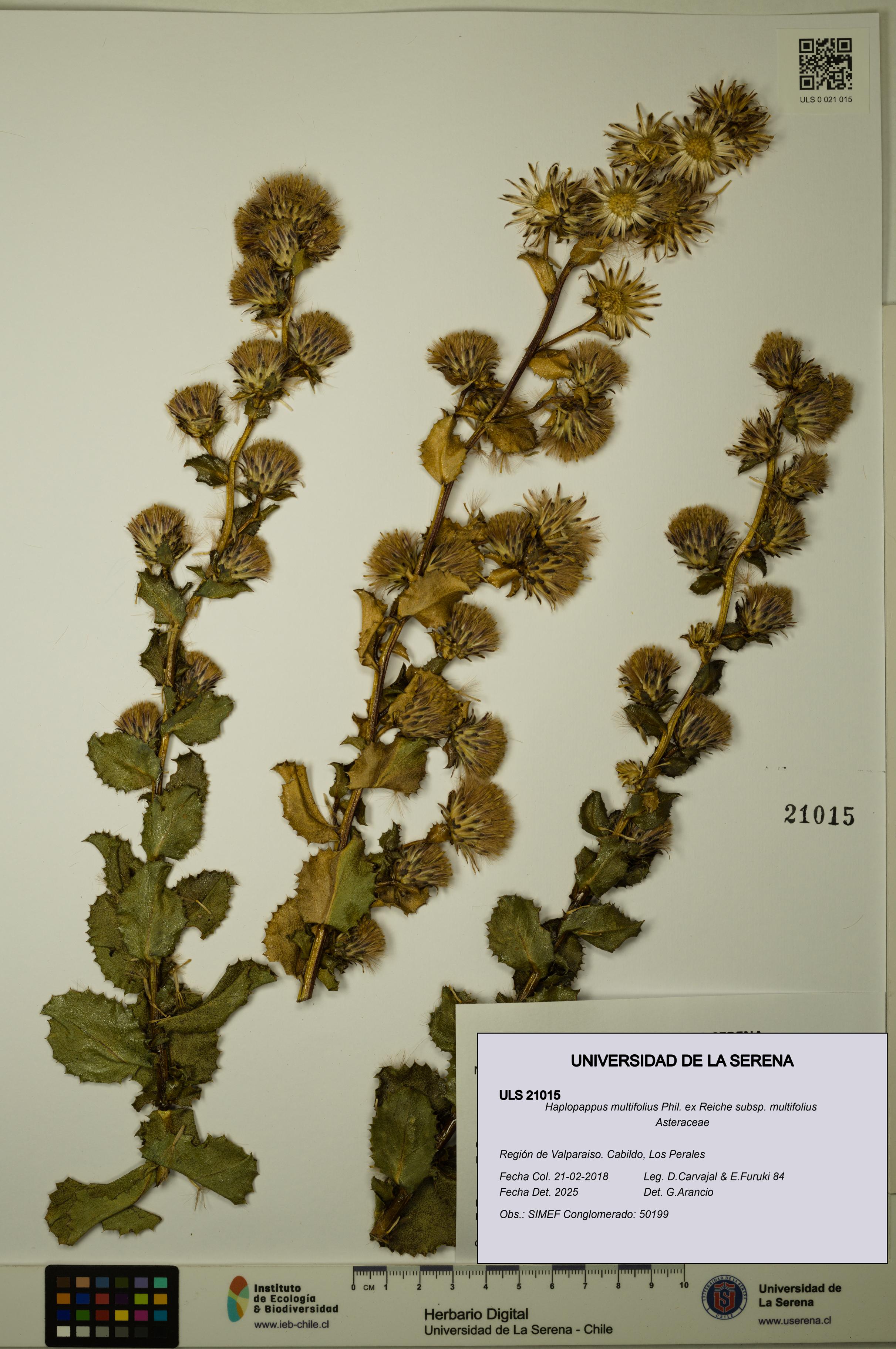 Haplopappus multifolius subsp. multifolius [Espécimen: ULS:ULS:0021015]