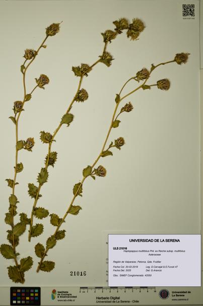 Haplopappus multifolius subsp. multifolius [Espécimen: ULS:ULS:0021016]