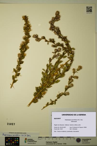 Haplopappus parvifolius [Espécimen: ULS:ULS:0021017]