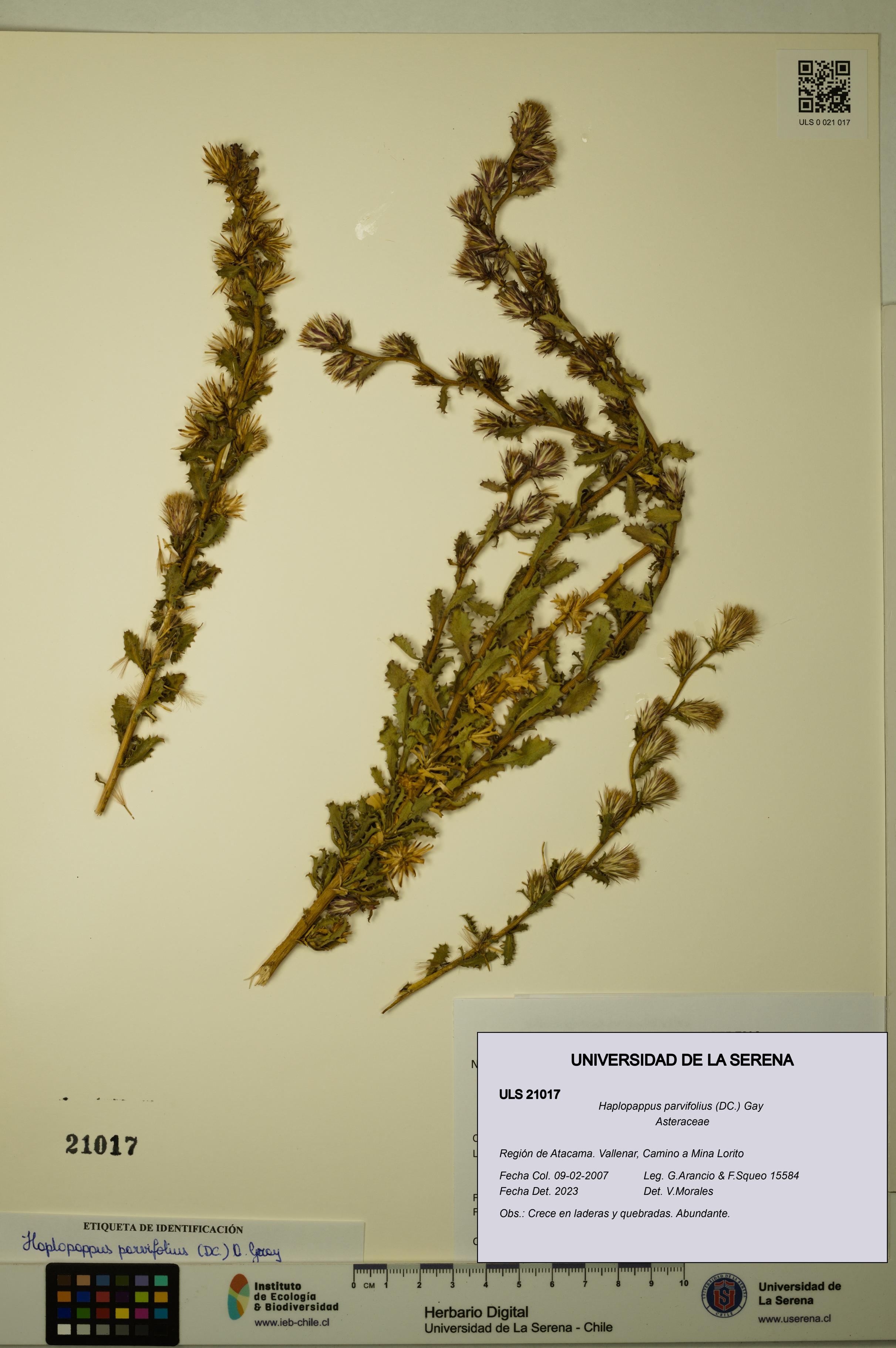 Haplopappus parvifolius [Espécimen: ULS:ULS:0021017]