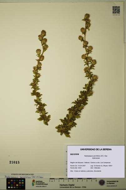 Haplopappus parvifolius [Espécimen: ULS:ULS:0021018]
