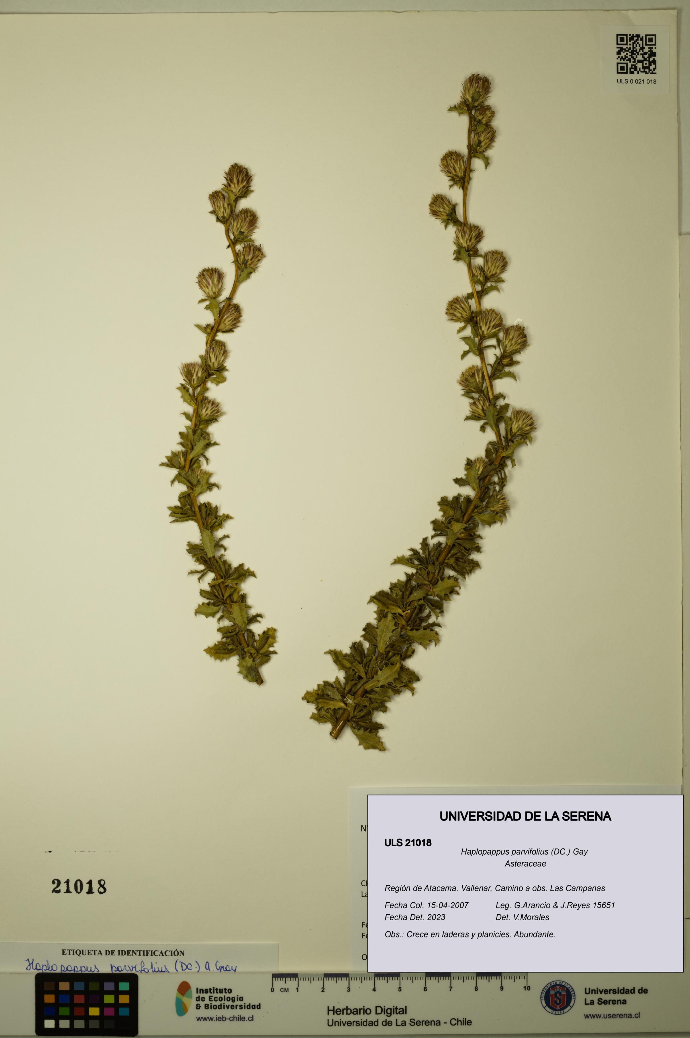 Haplopappus parvifolius [Espécimen: ULS:ULS:0021018]
