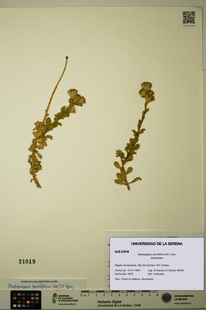 Haplopappus parvifolius [Espécimen: ULS:ULS:0021019]
