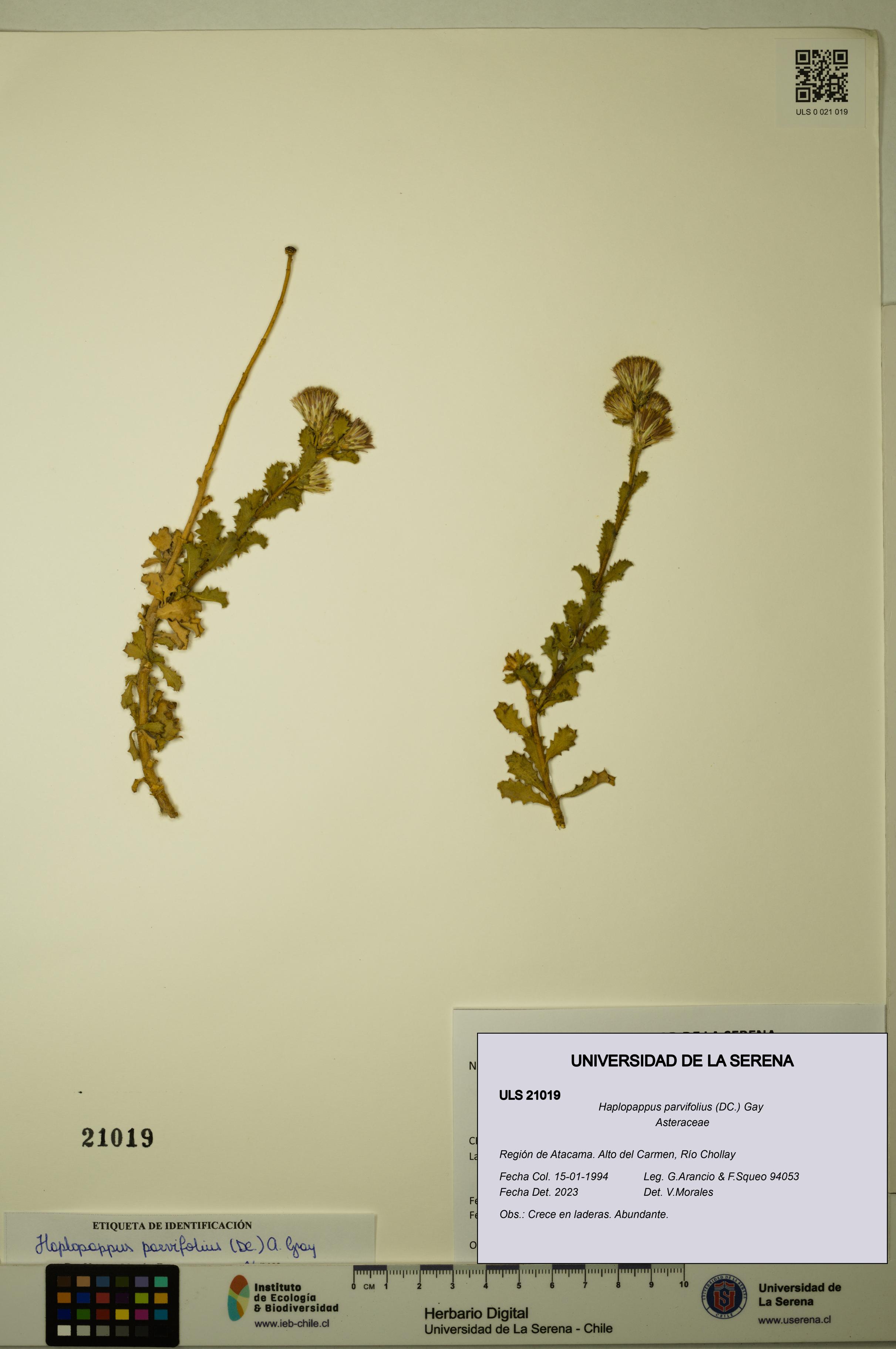 Haplopappus parvifolius [Espécimen: ULS:ULS:0021019]