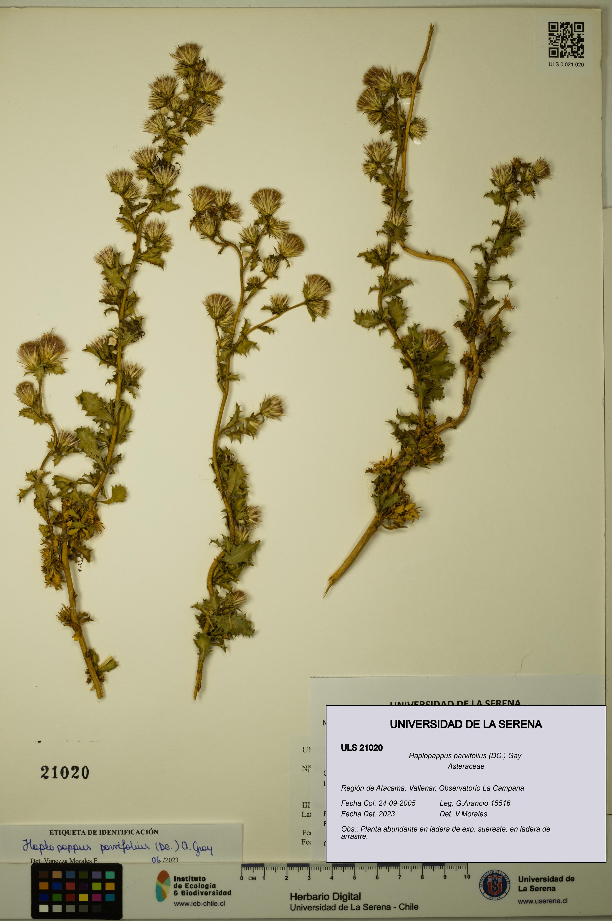 Haplopappus parvifolius [Espécimen: ULS:ULS:0021020]