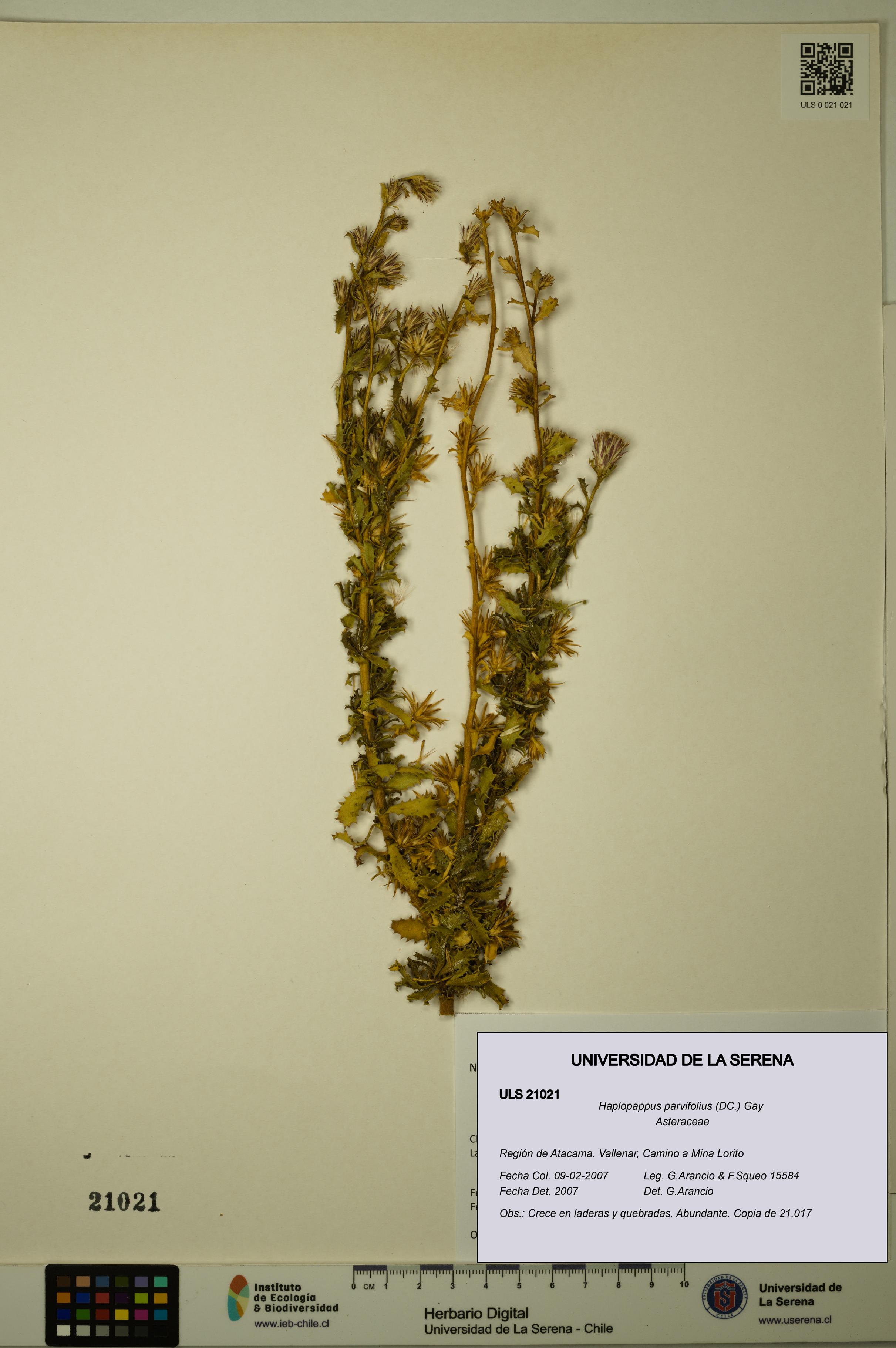 Haplopappus parvifolius [Espécimen: ULS:ULS:0021021]