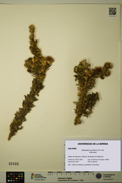 Haplopappus parvifolius [Espécimen: ULS:ULS:0021022]