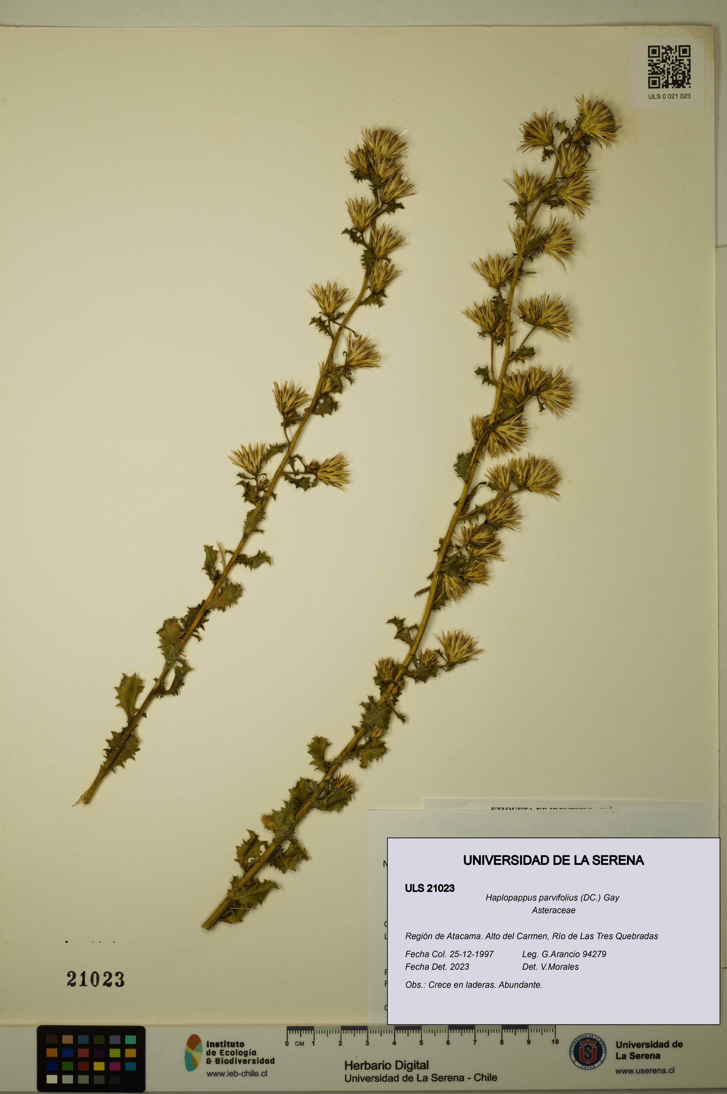 Haplopappus parvifolius [Espécimen: ULS:ULS:0021023]