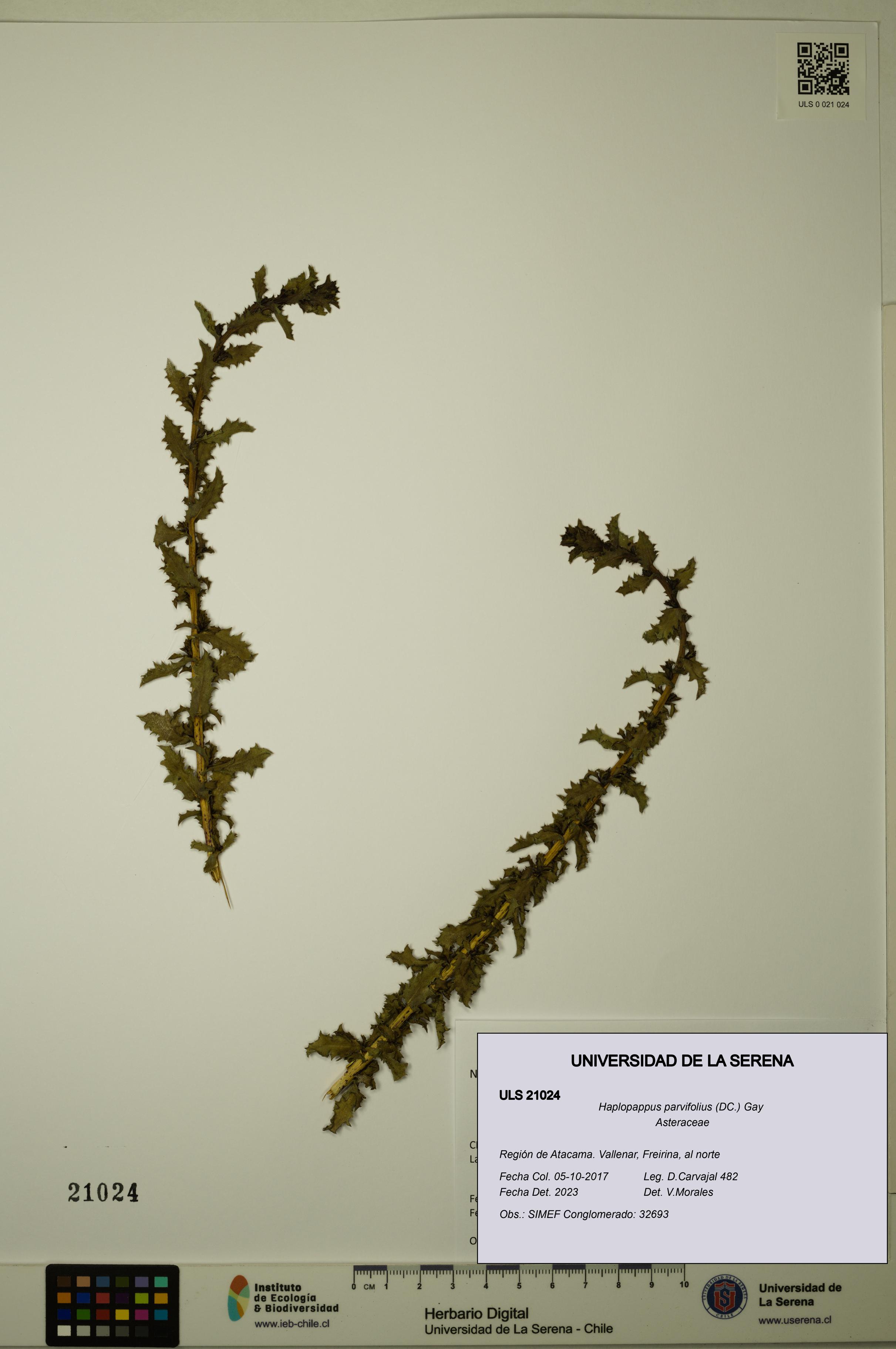 Haplopappus parvifolius [Espécimen: ULS:ULS:0021024]