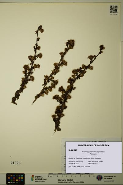 Haplopappus parvifolius [Espécimen: ULS:ULS:0021025]
