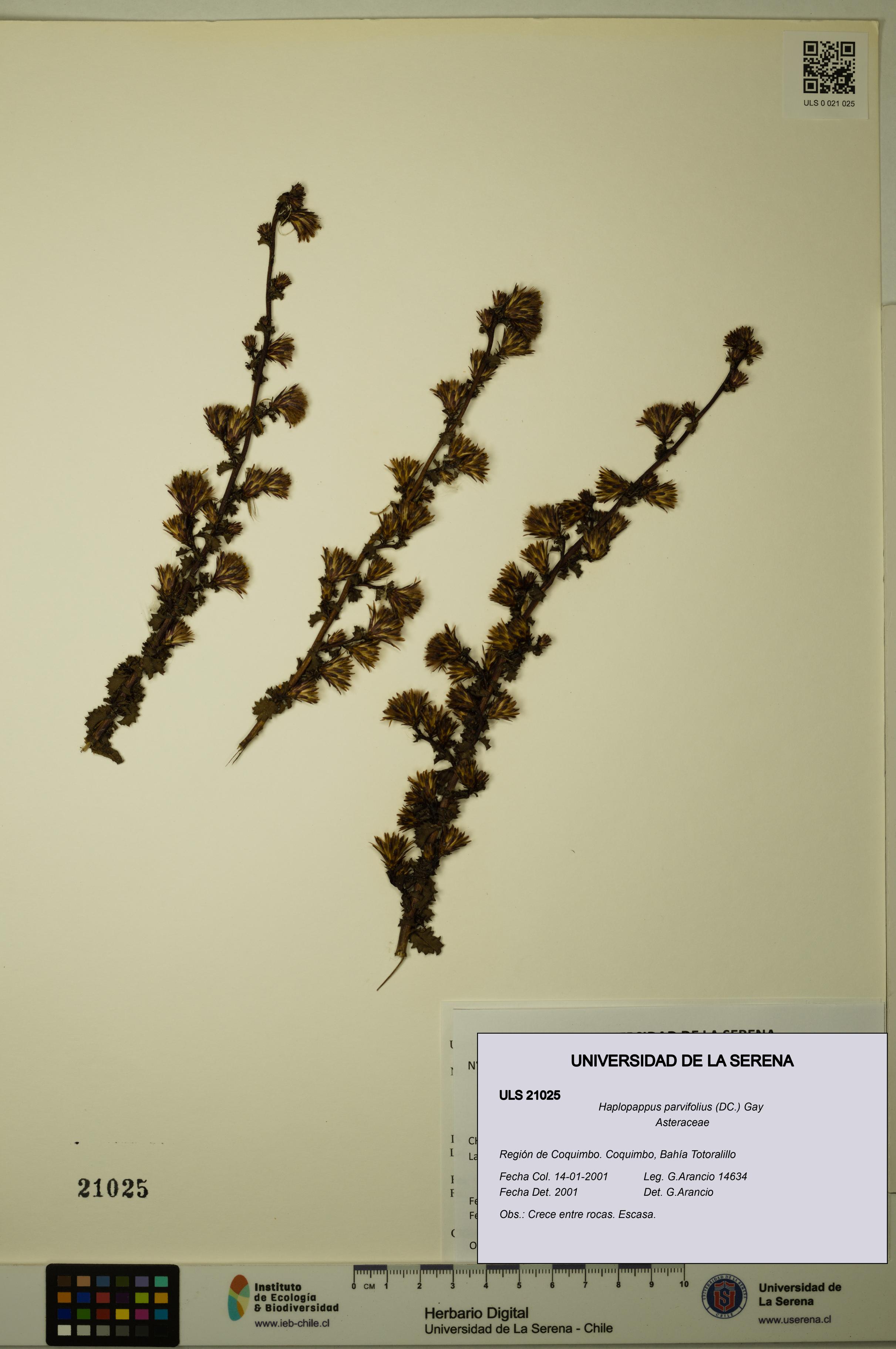 Haplopappus parvifolius [Espécimen: ULS:ULS:0021025]