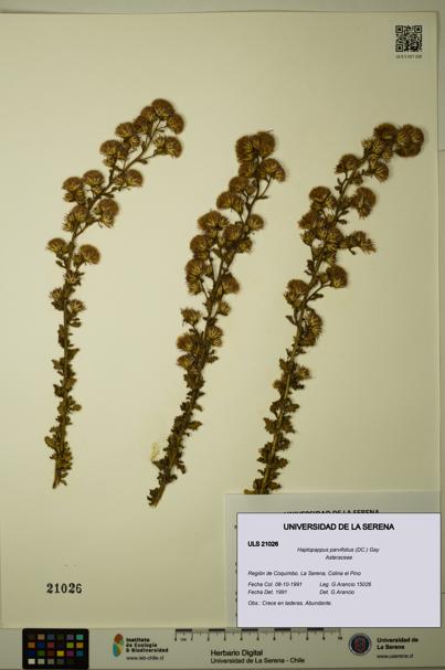 Haplopappus parvifolius [Espécimen: ULS:ULS:0021026]