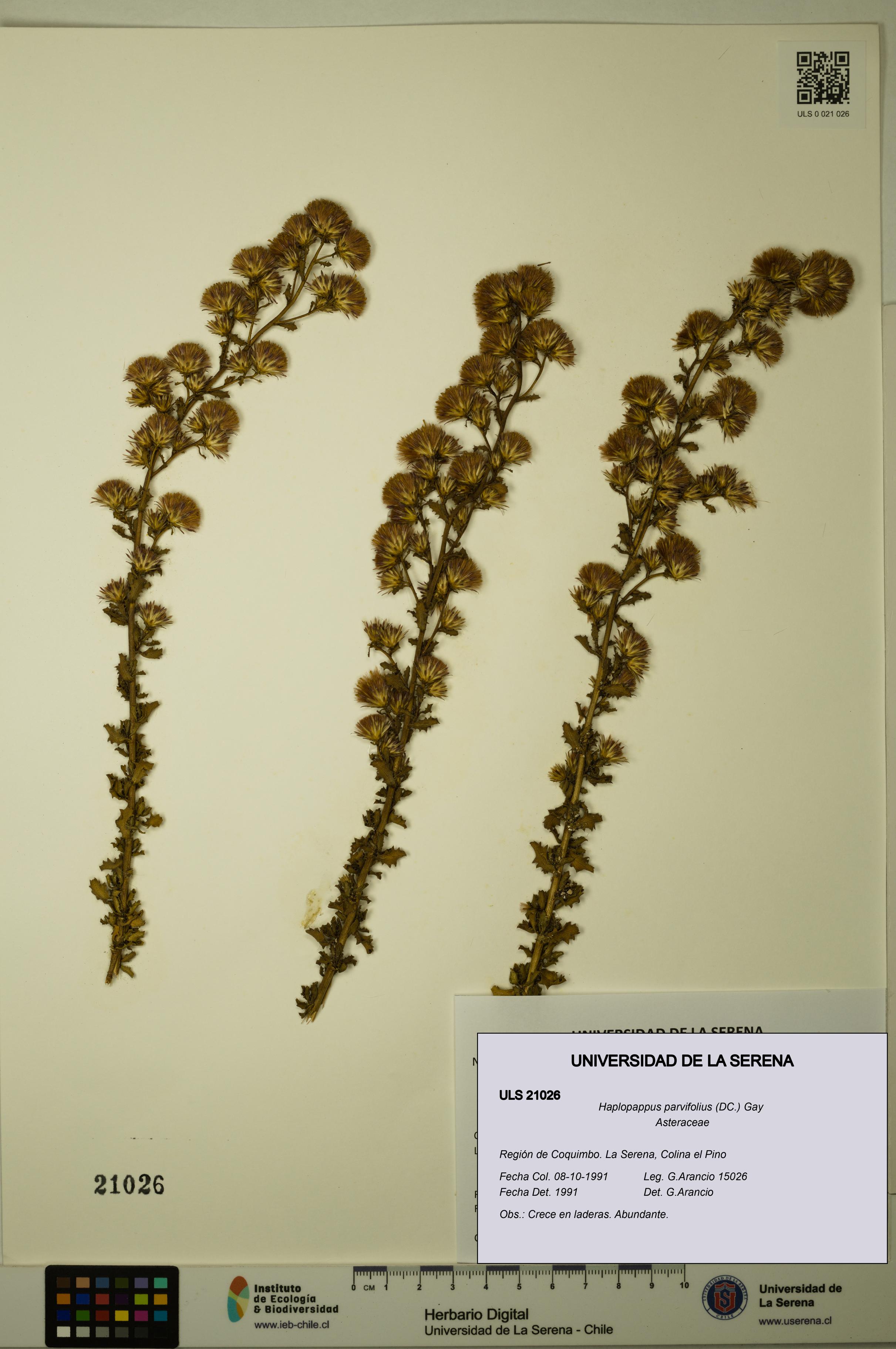 Haplopappus parvifolius [Espécimen: ULS:ULS:0021026]