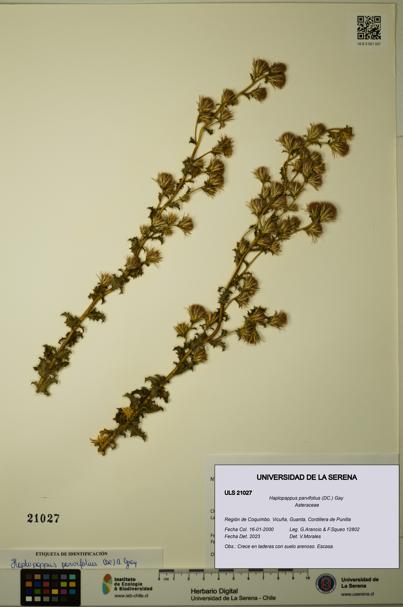 Haplopappus parvifolius [Espécimen: ULS:ULS:0021027]
