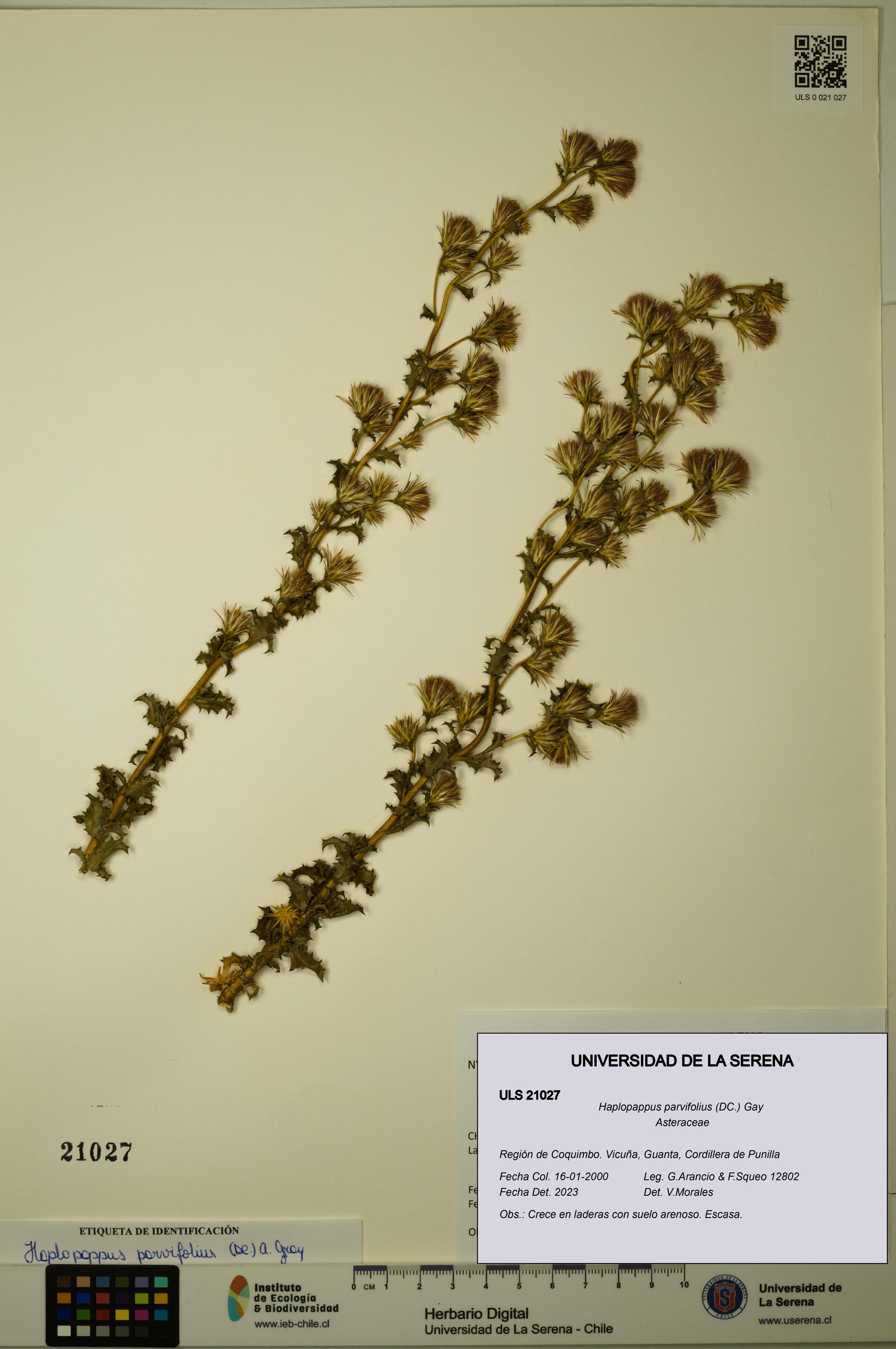 Haplopappus parvifolius [Espécimen: ULS:ULS:0021027]