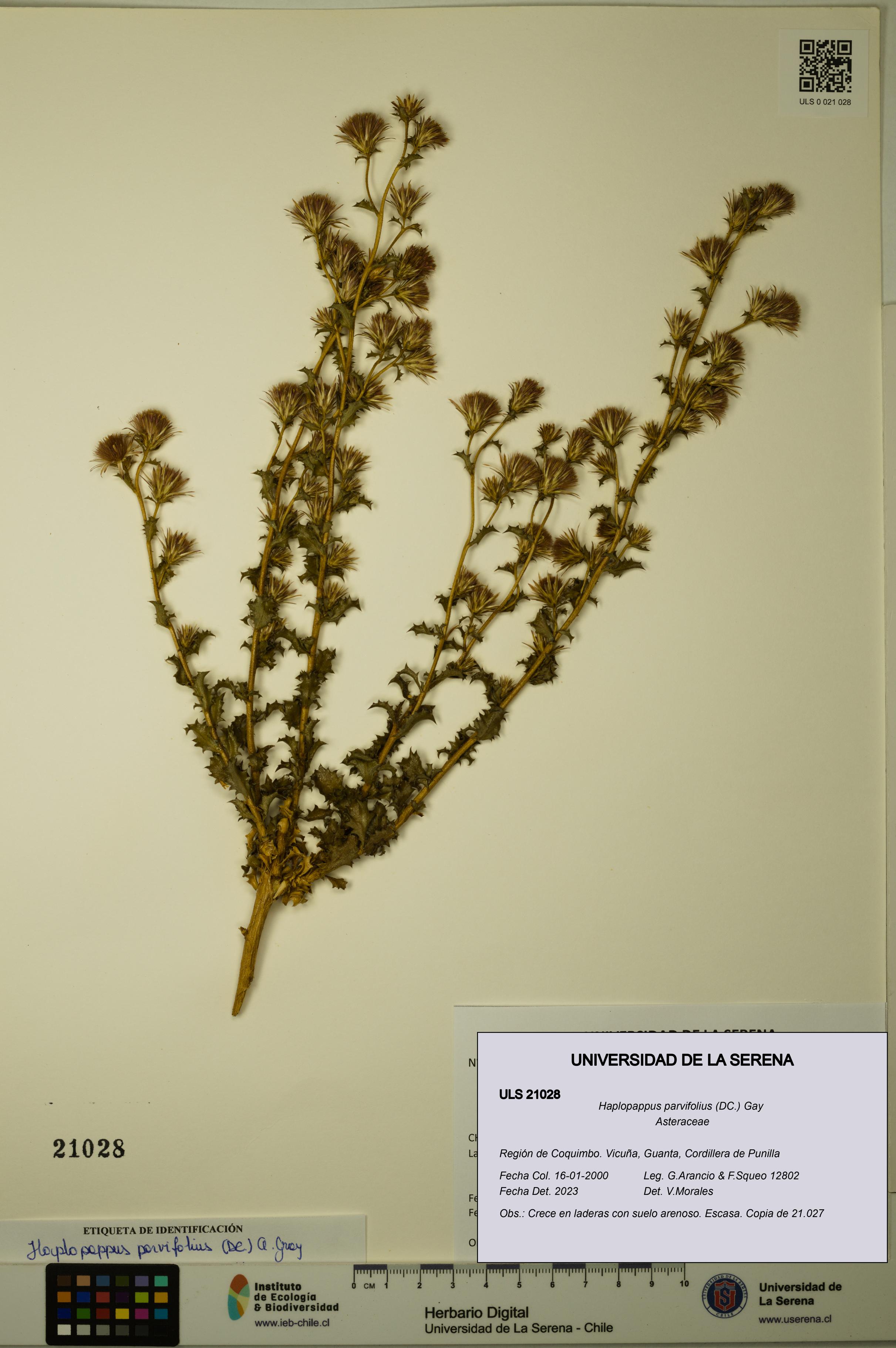 Haplopappus parvifolius [Espécimen: ULS:ULS:0021028]
