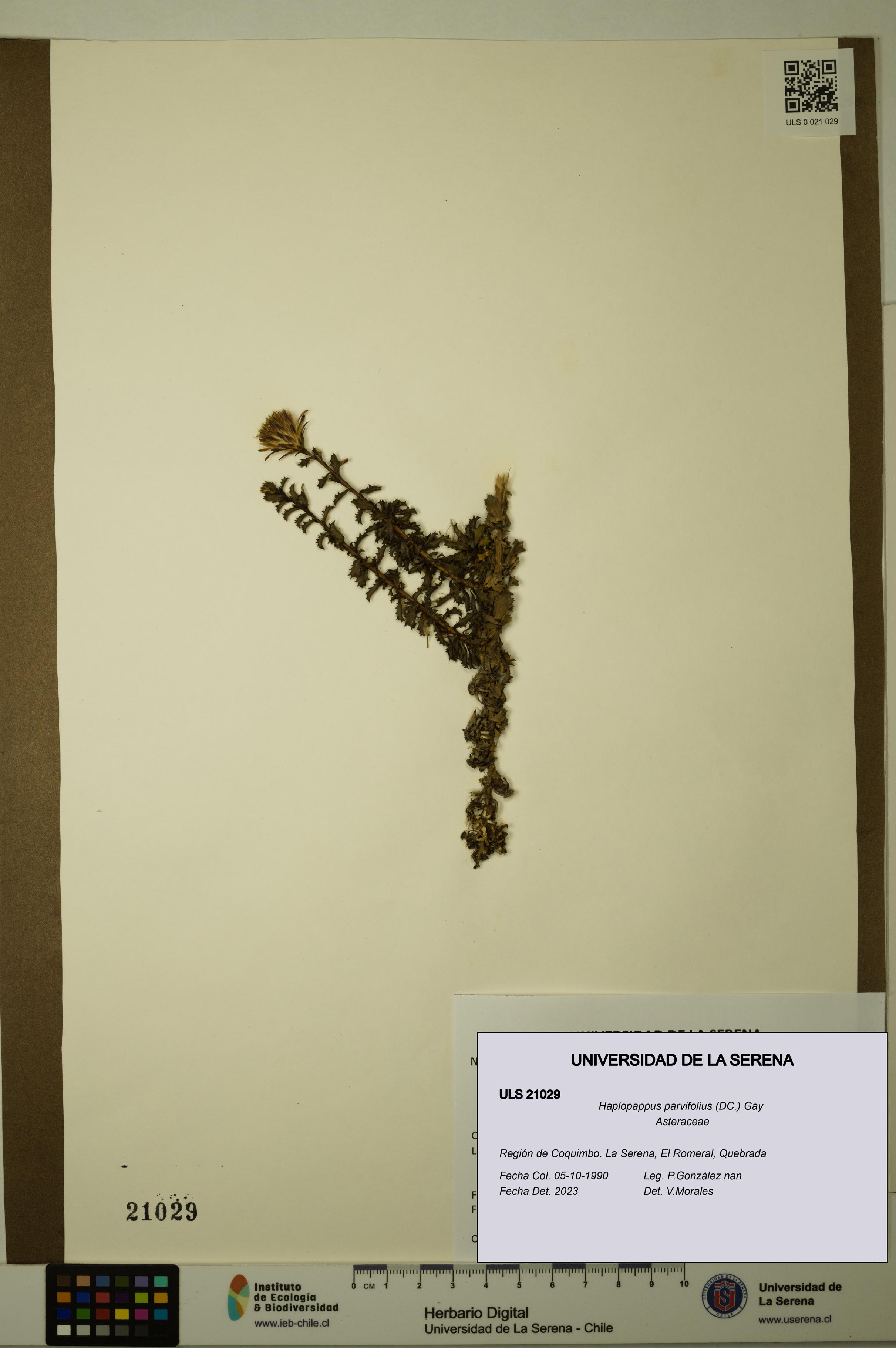 Haplopappus parvifolius [Espécimen: ULS:ULS:0021029]