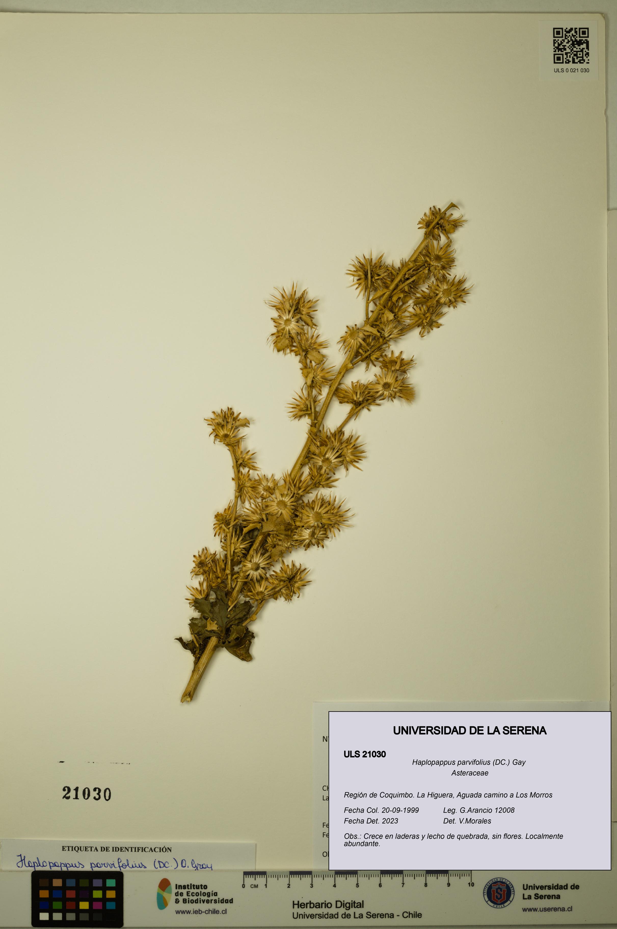 Haplopappus parvifolius [Espécimen: ULS:ULS:0021030]