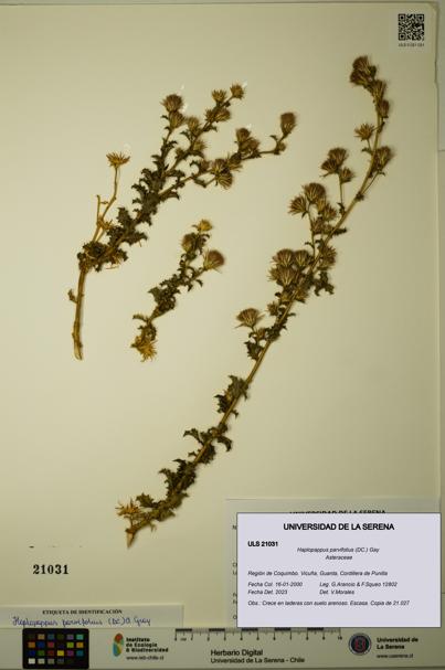 Haplopappus parvifolius [Espécimen: ULS:ULS:0021031]