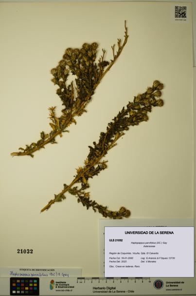 Haplopappus parvifolius [Espécimen: ULS:ULS:0021032]
