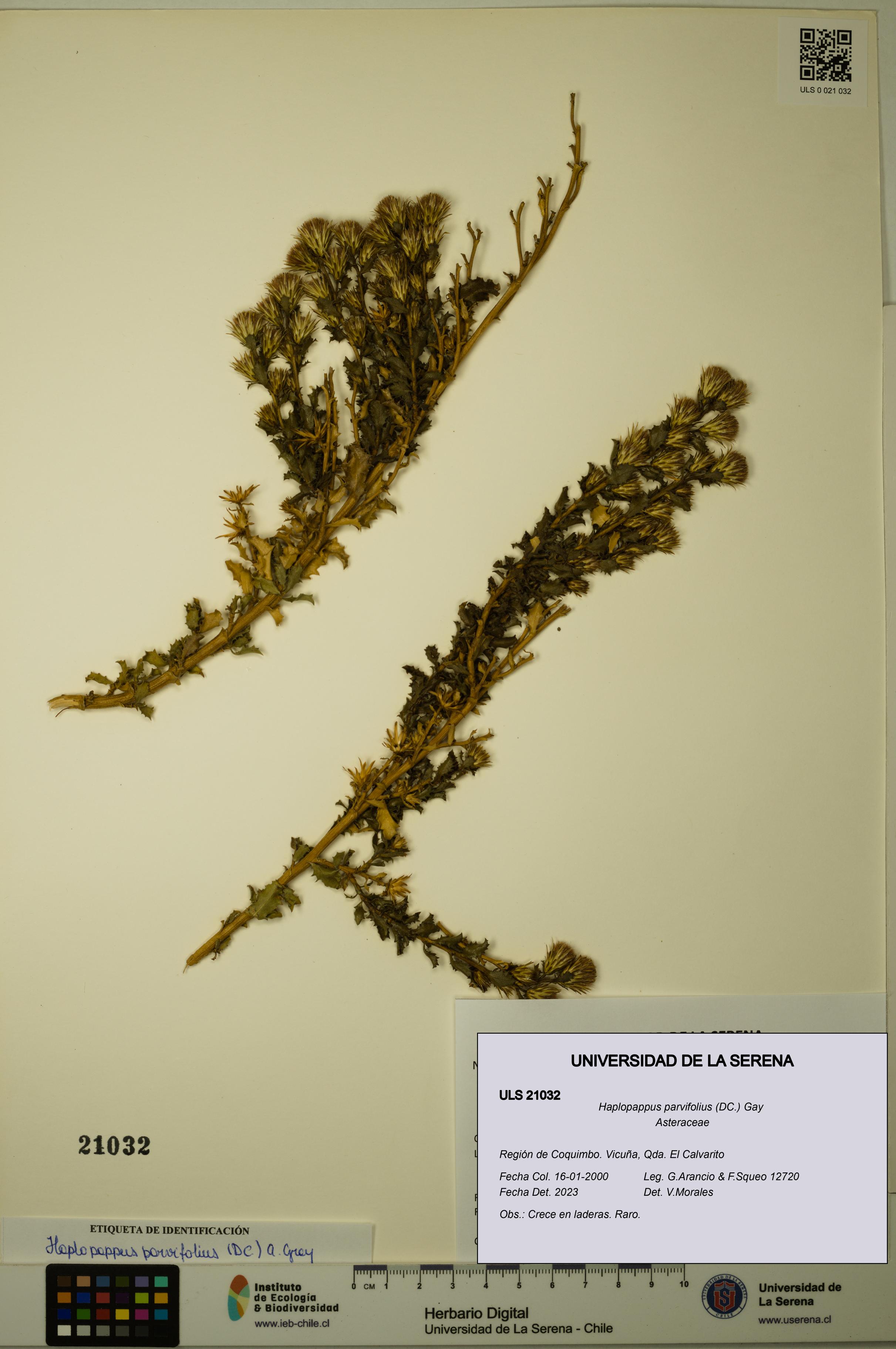 Haplopappus parvifolius [Espécimen: ULS:ULS:0021032]