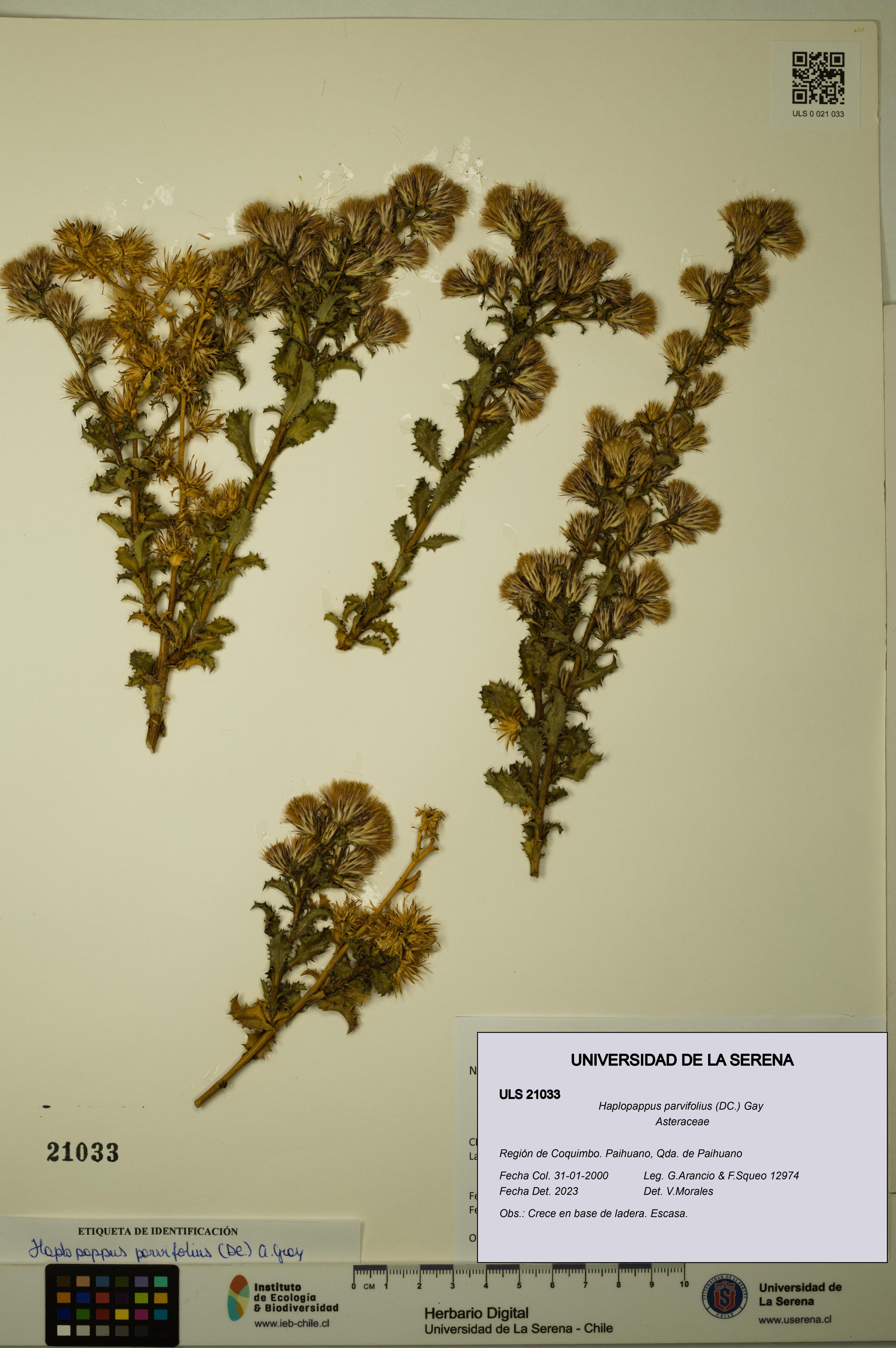 Haplopappus parvifolius [Espécimen: ULS:ULS:0021033]